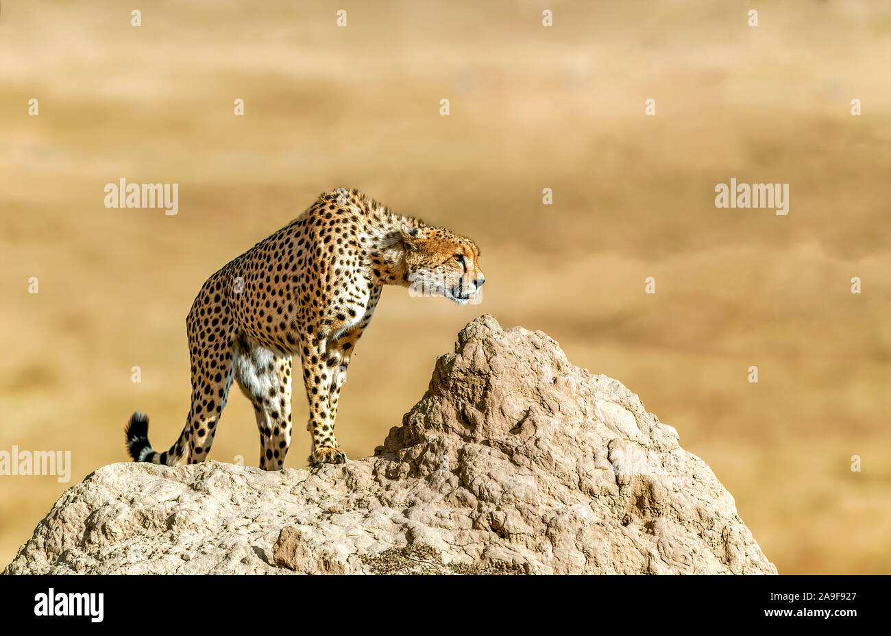 Cheetah Hunting in Masai Mara National Park, Kenya Stock Photo