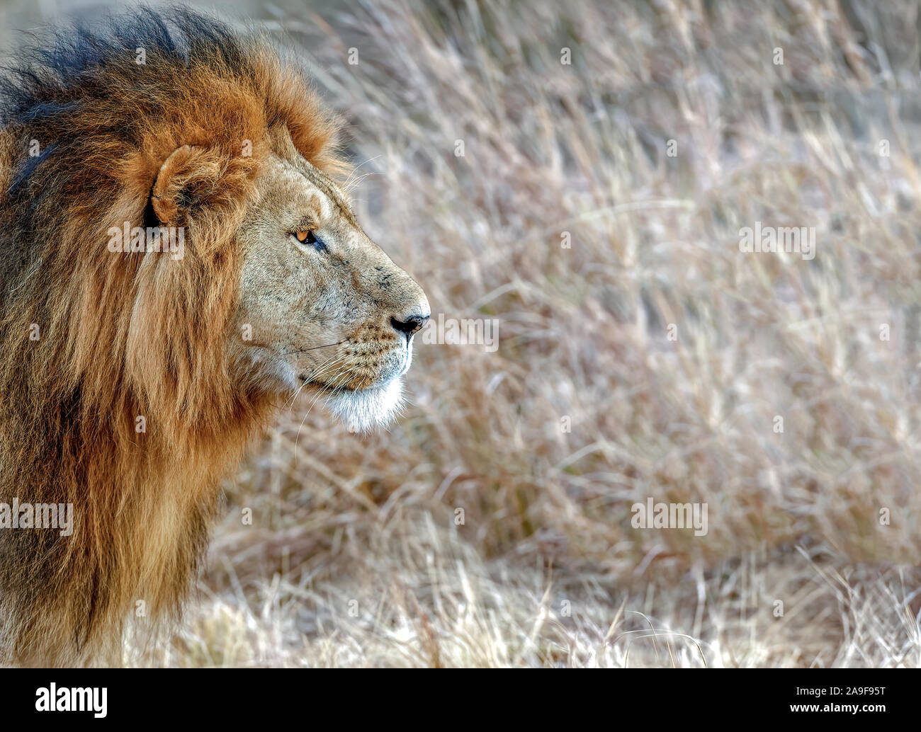 Stunning Maned Lion in Masai Mara Stock Photo