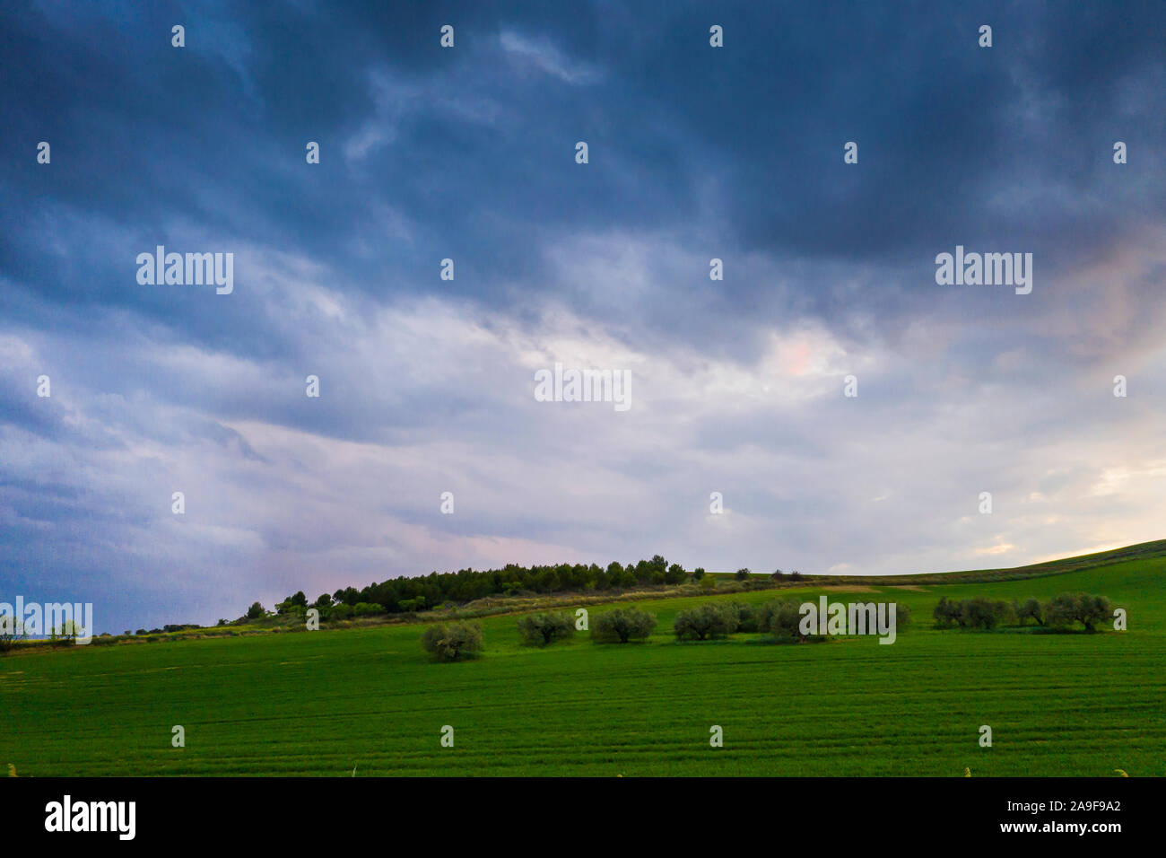 Agricultural  landscape. Stock Photo