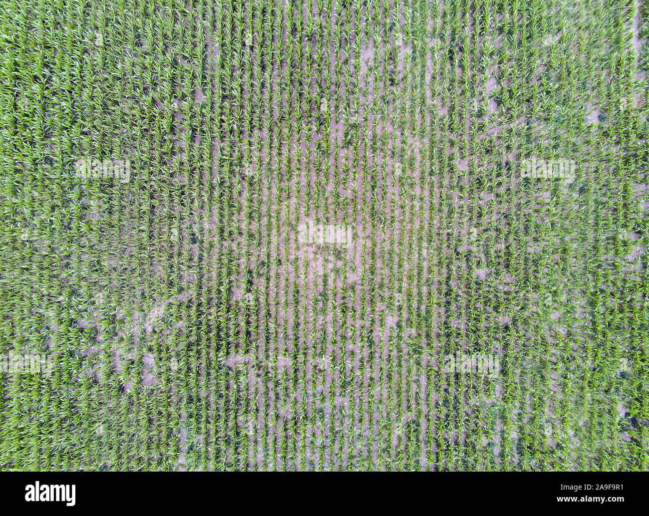 Aerial view dry corn field hi-res stock photography and images - Alamy