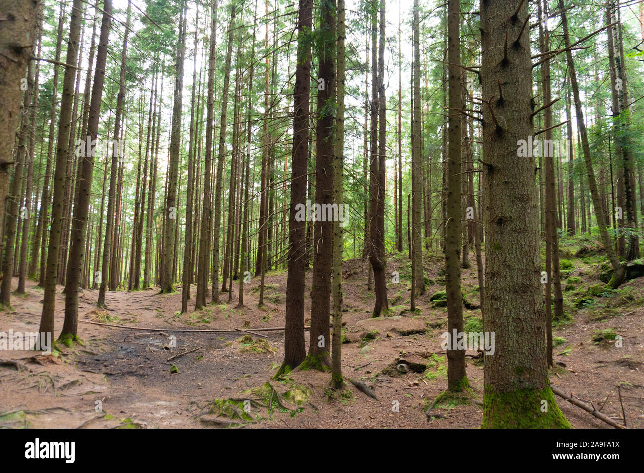 Old growth pine forest hi-res stock photography and images - Alamy