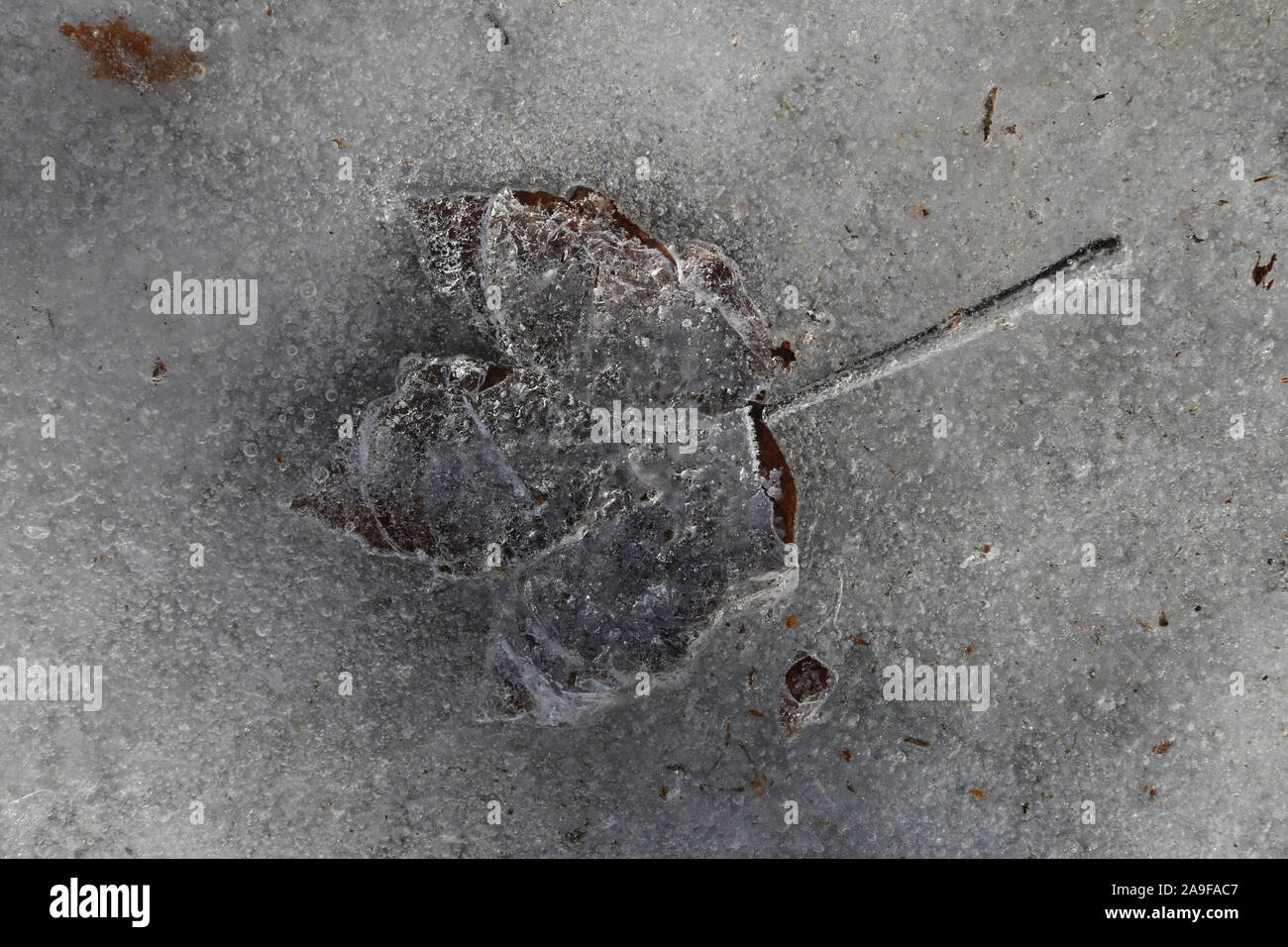 Maple leaf, frozen in ice, close up Stock Photo - Alamy