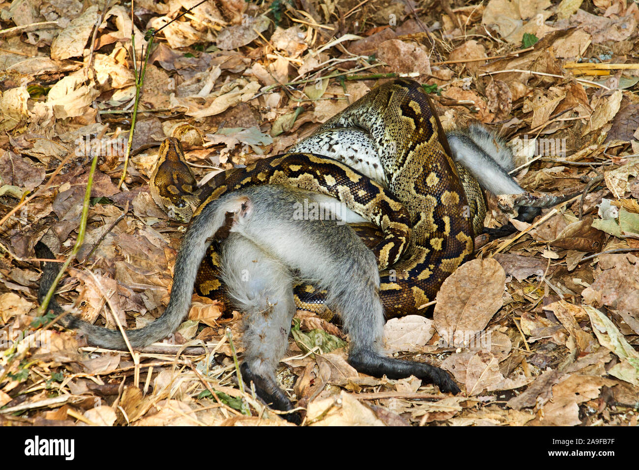 A Rock Python has lain in wait using its superb camouflague to catch an ...
