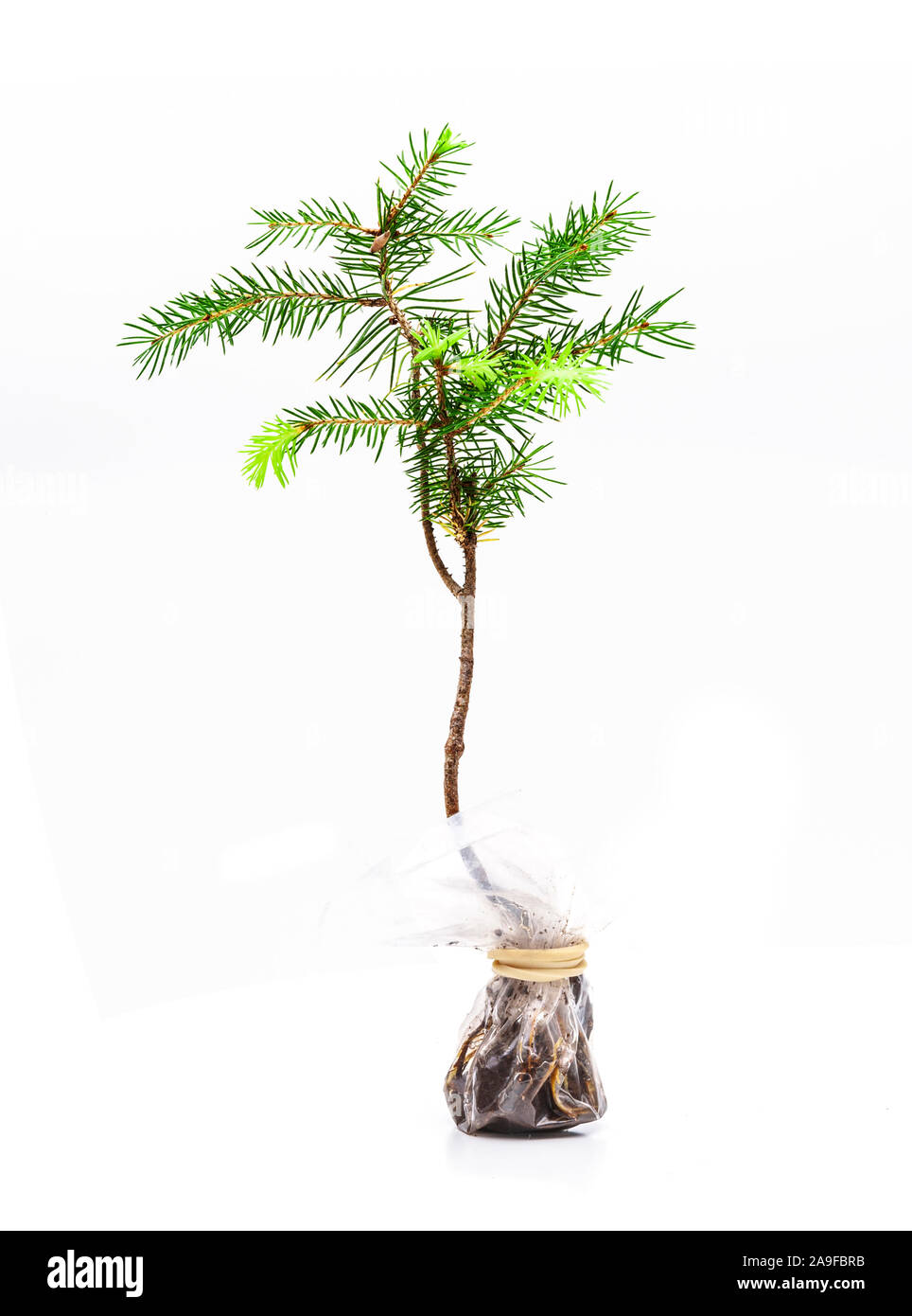 Young fir shoot in foil Stock Photo