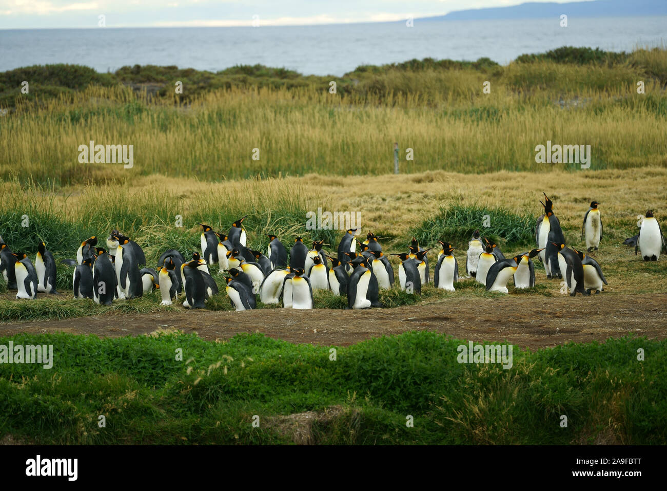Kinge Penguin Colony near Onasin, Fireland, Chile Stock Photo