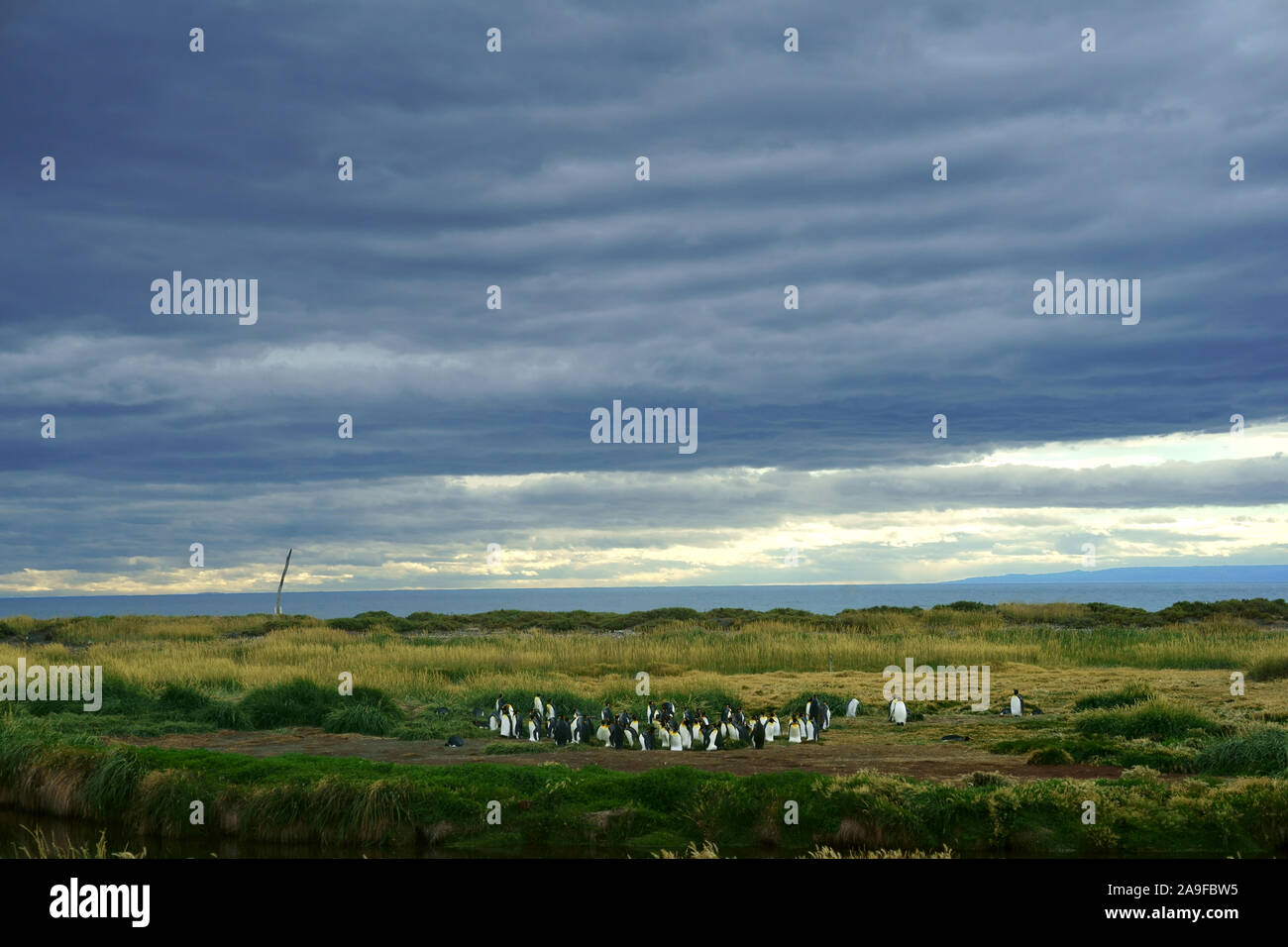 King Penguin colony near Onaisin, Fireland, Chile Stock Photo