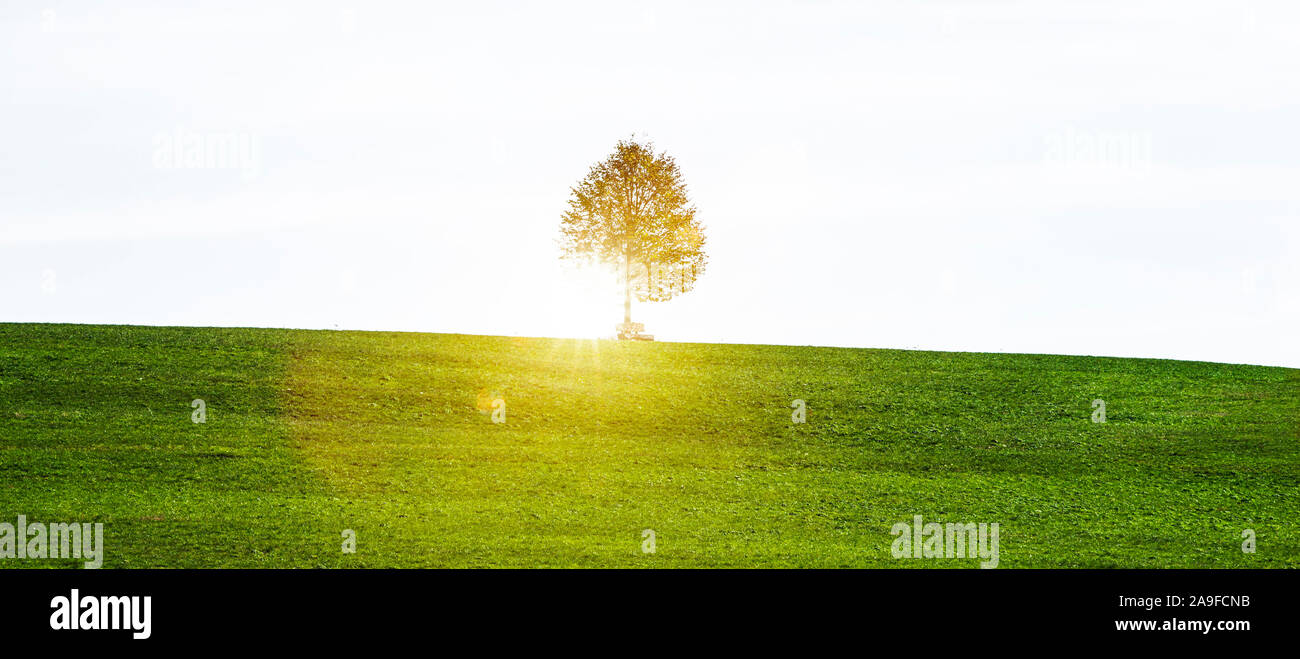 Tree with bench in backlit Stock Photo