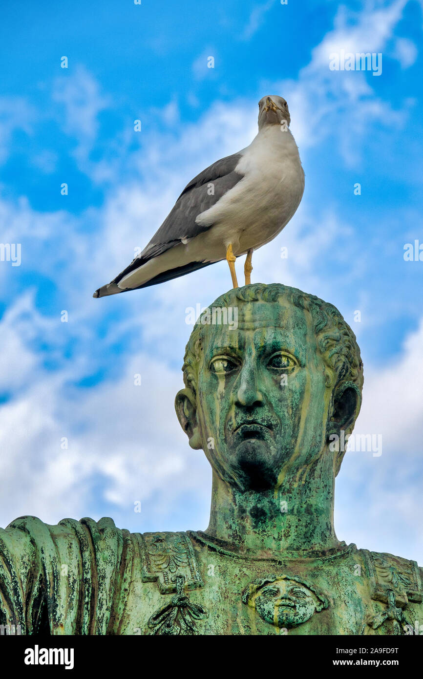 An Yellow-legged gull (Larus michahellis) standing on the head of  the bronze statue of emperor Marcus Cocceius Nerva in via dei fori imperiali, Rome Stock Photo