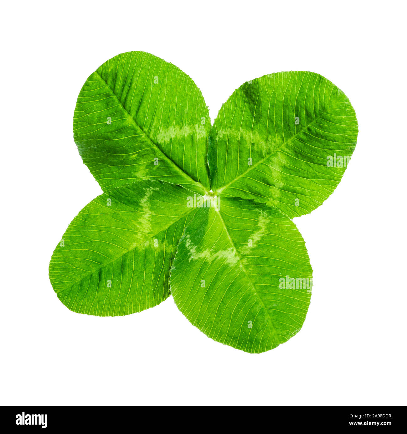 Four-leaf clover Stock Photo