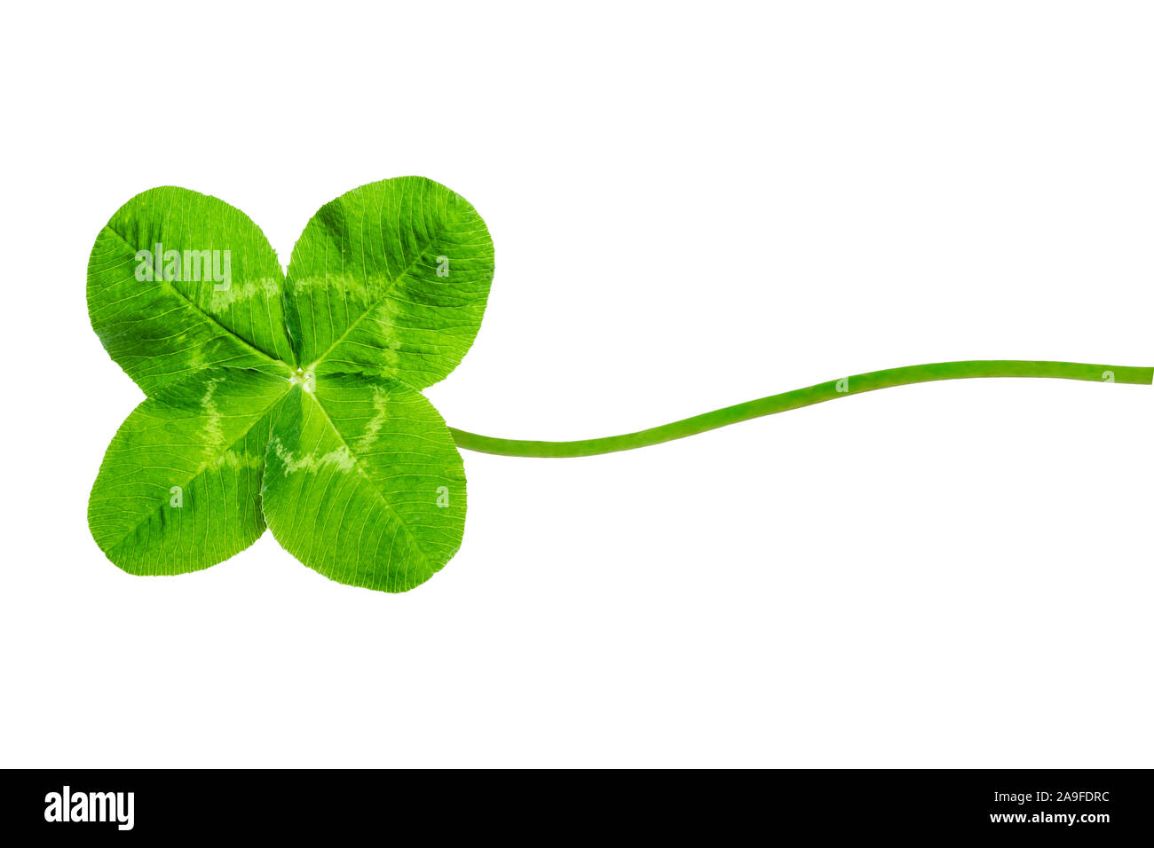 Four-leaf clover Stock Photo