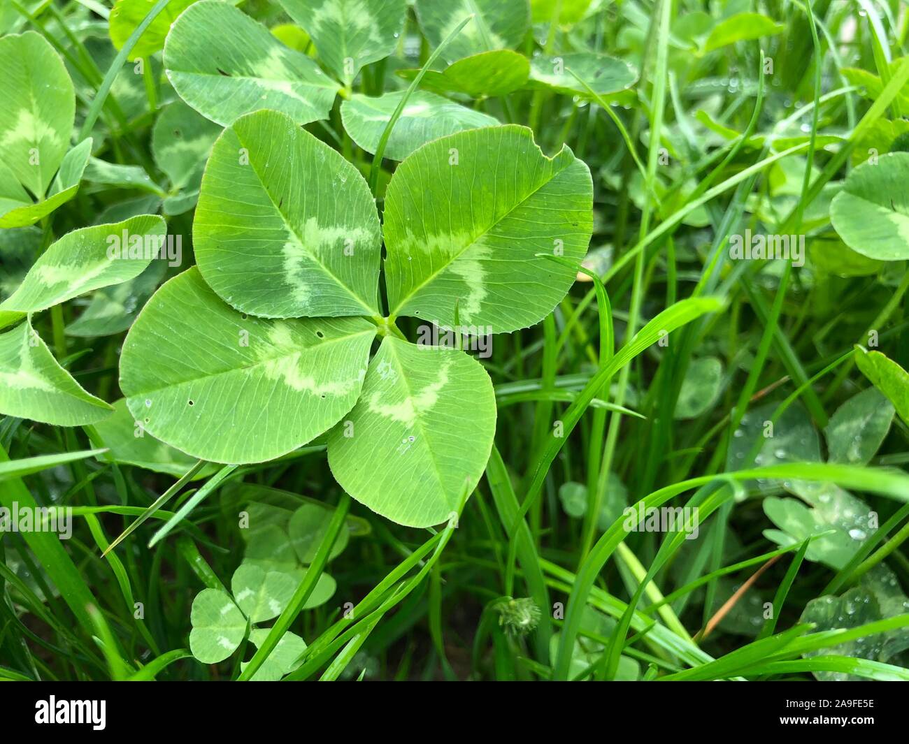 Fourleaf clover in the grass Stock Photo Alamy