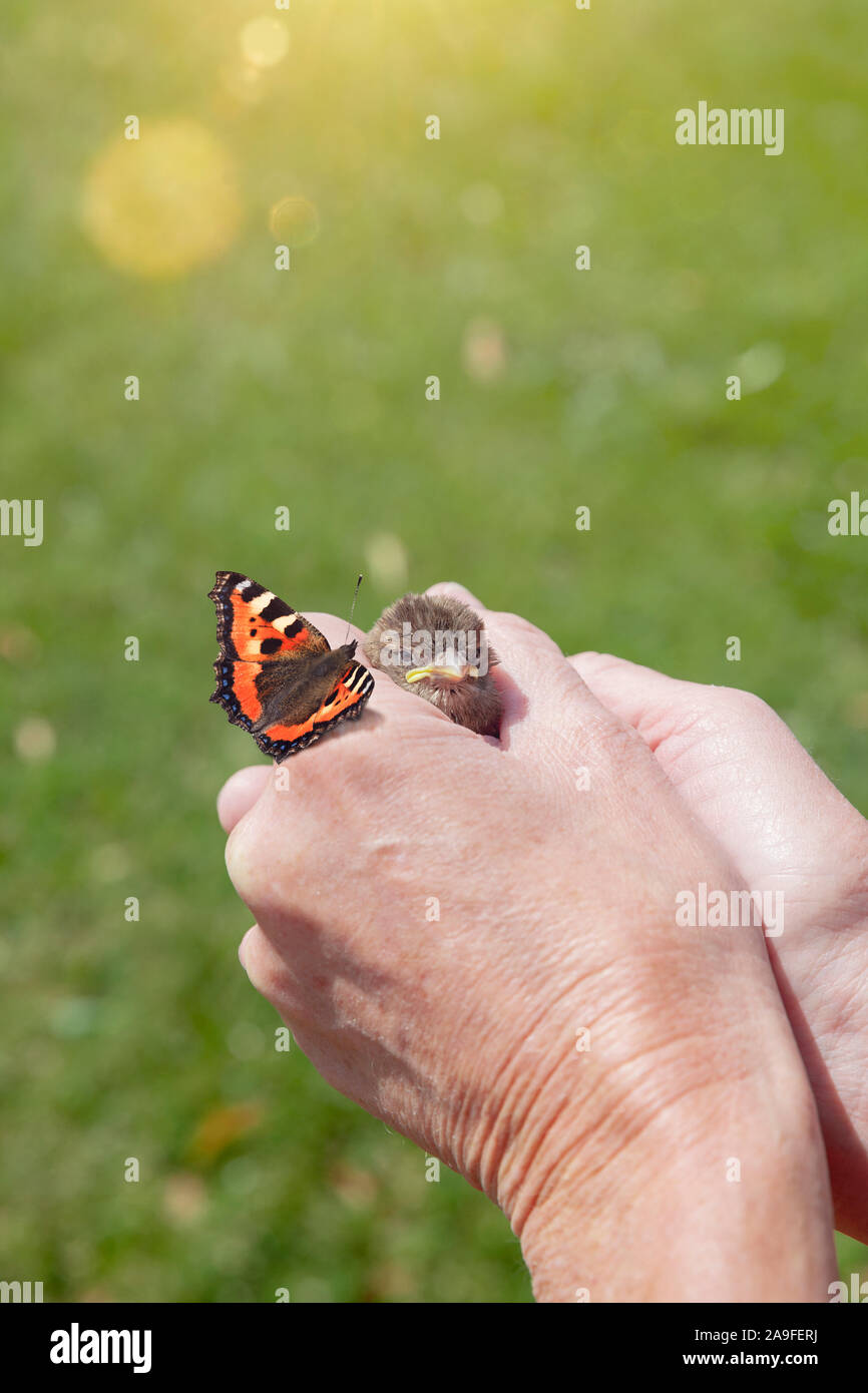 Sparrow in the hand Stock Photo