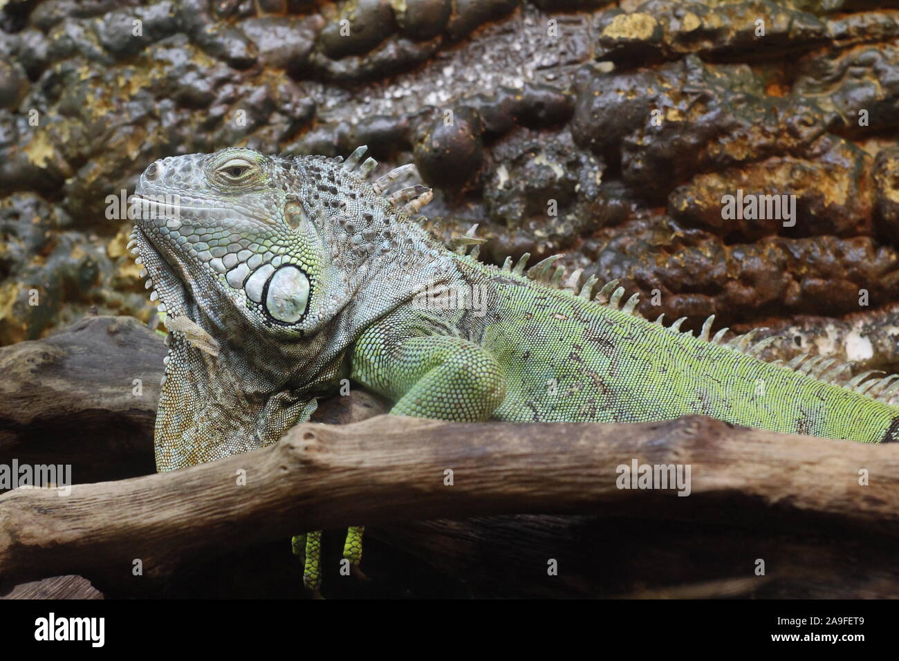 Portrait of a green iguana. One iguana close up. An iguana sits on a tree trunk. Stock Photo