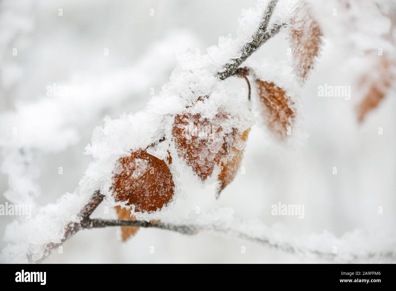 frozen leaves on the birch branch covered with snow, ice and frost on ...
