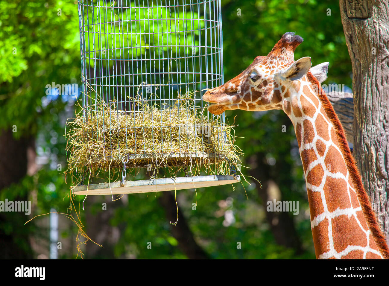 giraffe eating from the feeder in the zoo Stock Photo