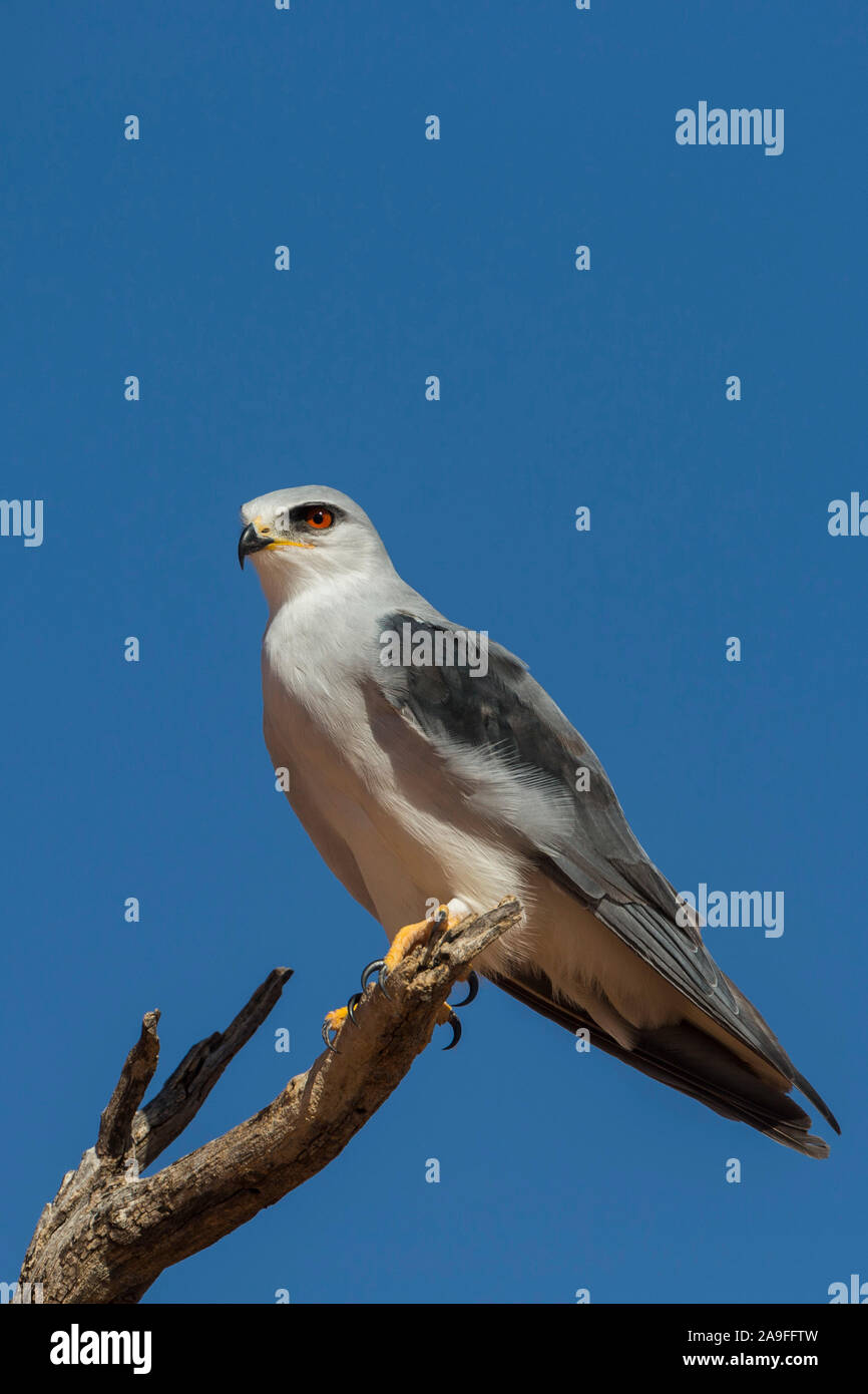 Black-shouldered (black-winged) kite (Elanus caeruleus), Kgalagadi transfrontier park, South Africa Stock Photo