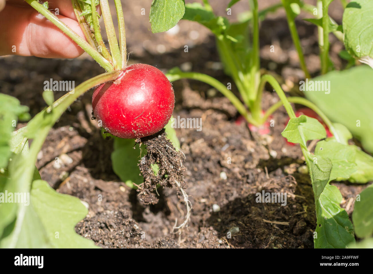 Ripe radish is harvested from the vegetable patch Stock Photo