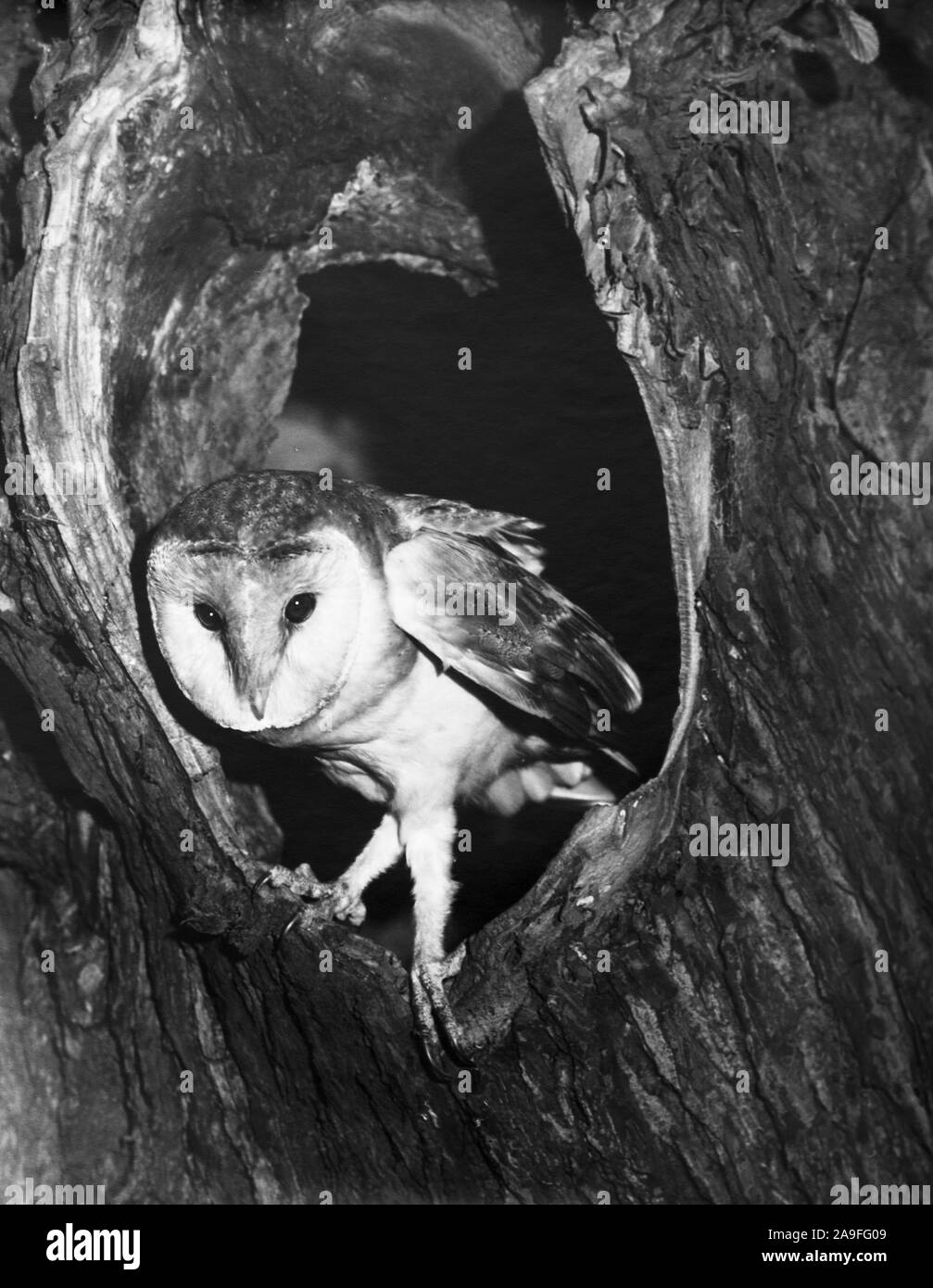 Barn Owl 'Tyto alba .Adult at the nest hole in a tree.Adult coming out of the hole. Nottinghamshire. England Stock Photo