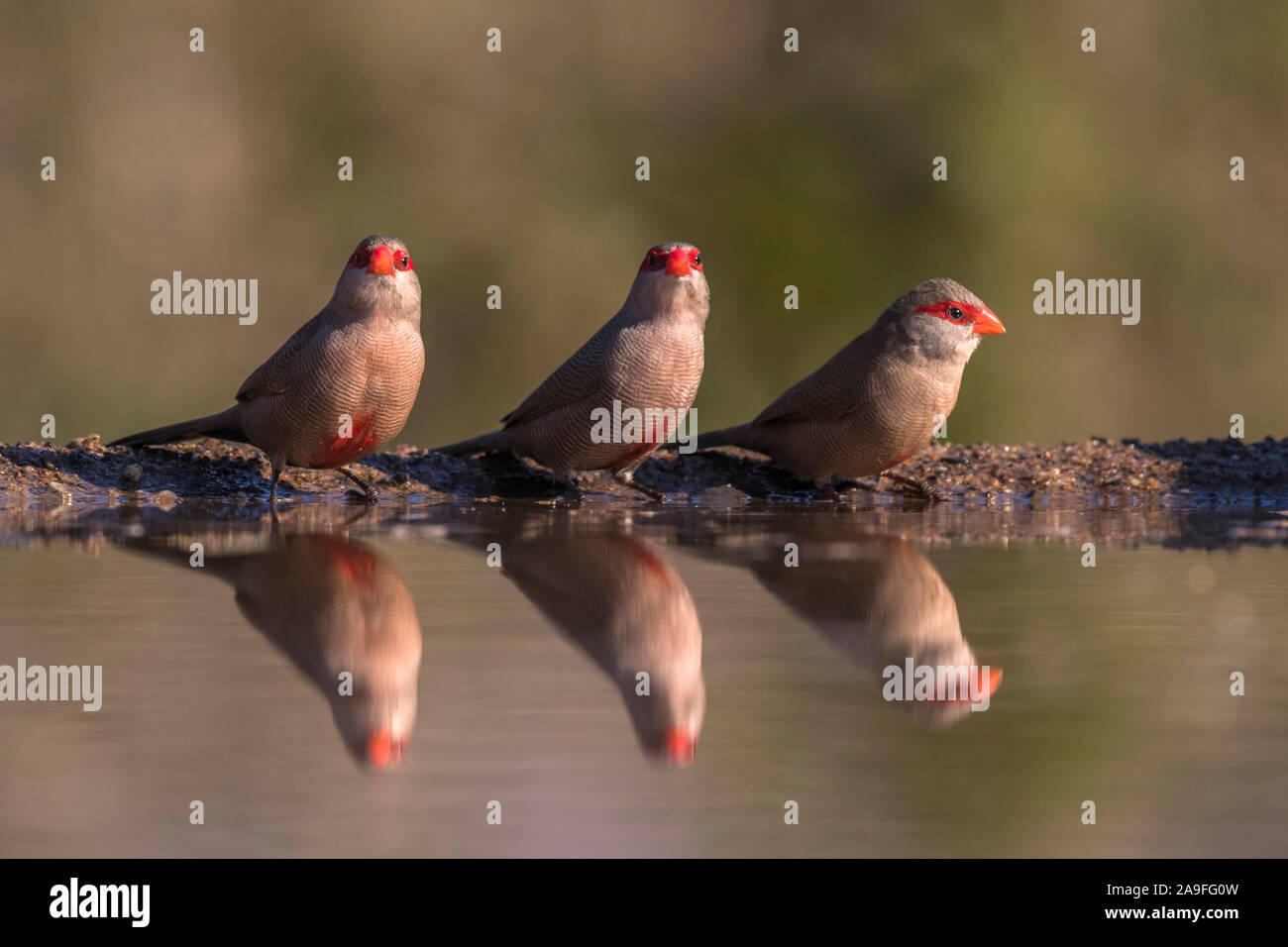 Common waxbills (Estrilda astrild) at water, Zimanga private game reserve, KwaZulu-Natal, South Africa Stock Photo