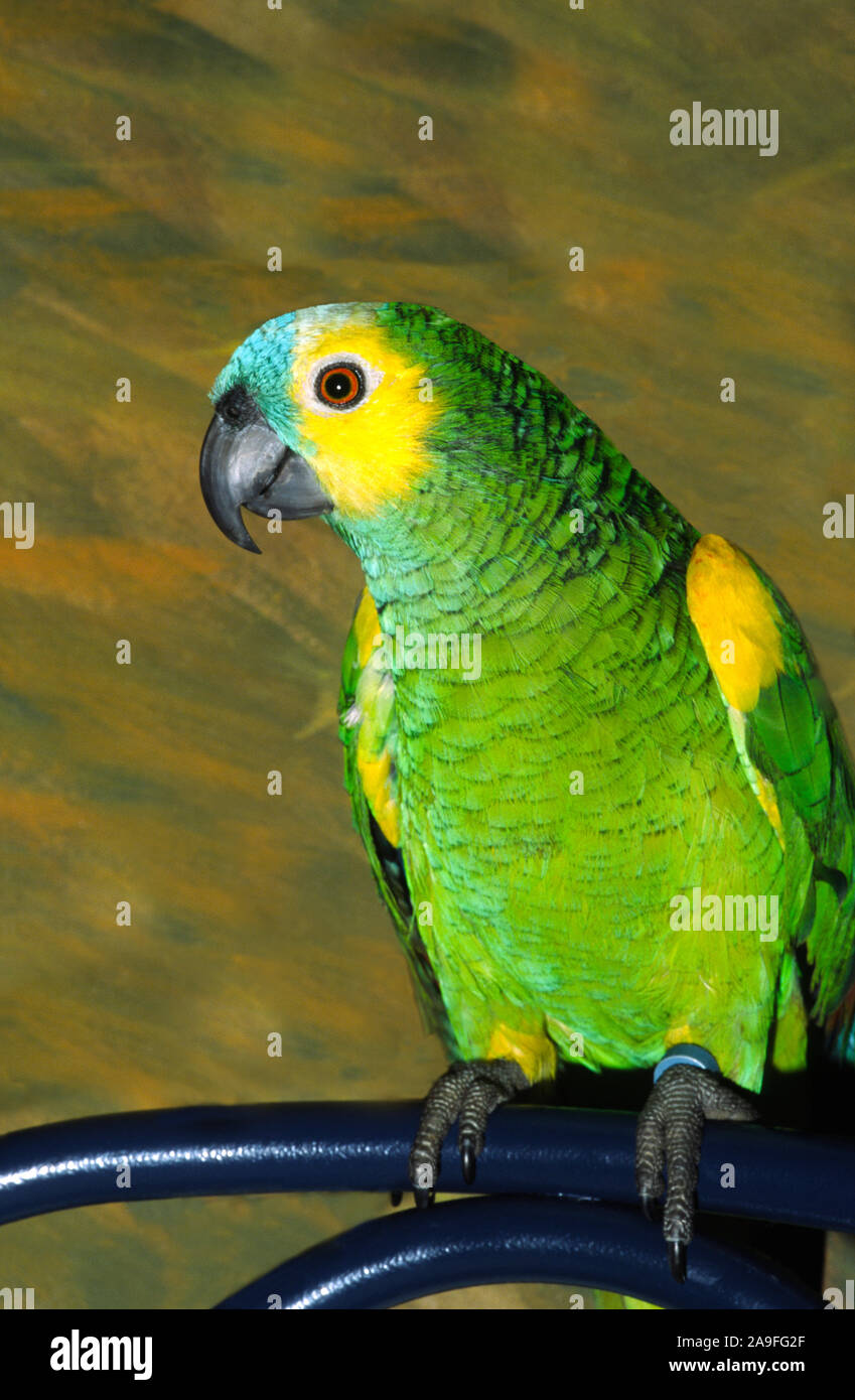 Parrot. Bluefronted Amazon 'Amazona aestiva'.A bird in captivity in