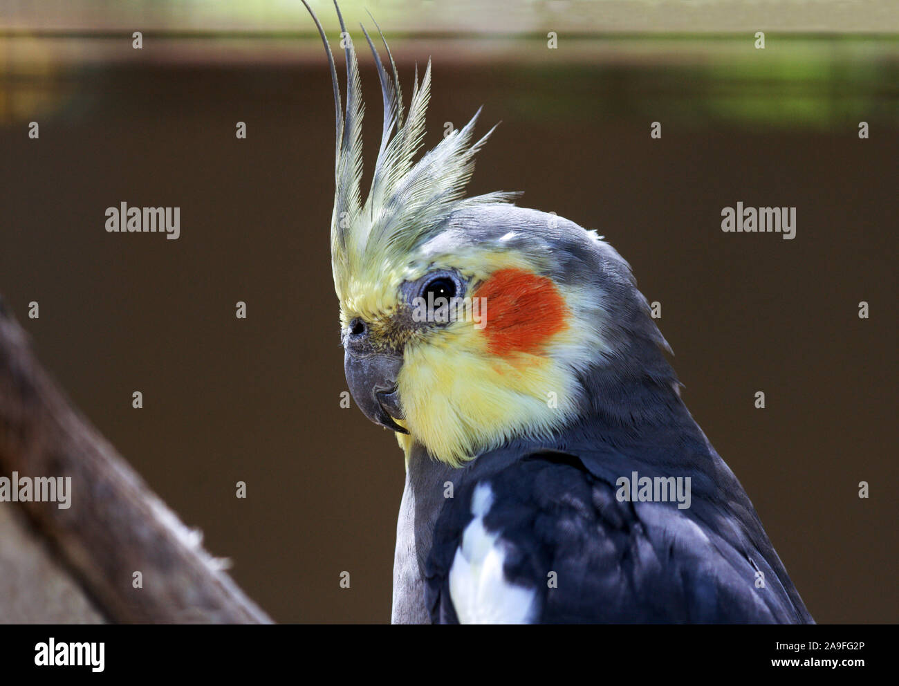 Parrot. Cockatiel 'Nymphicus hollandicus' Adult in entrance hole of