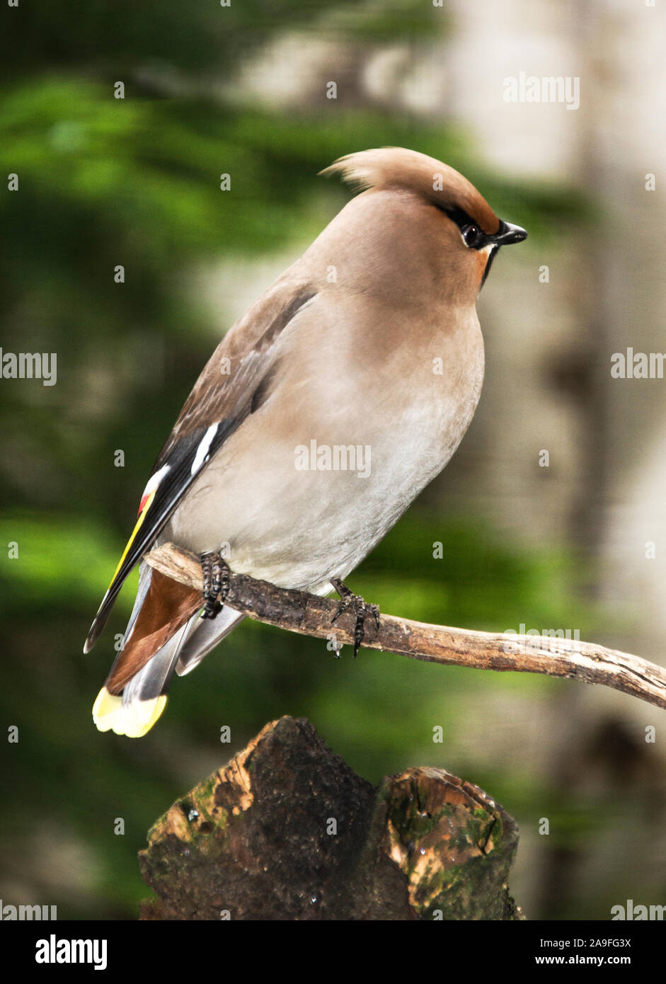 Waxwing 'Bombycilla garrulus' Adult bird on a branch resting after migration. Gibraltar Point, Lincolnshire.England. Stock Photo