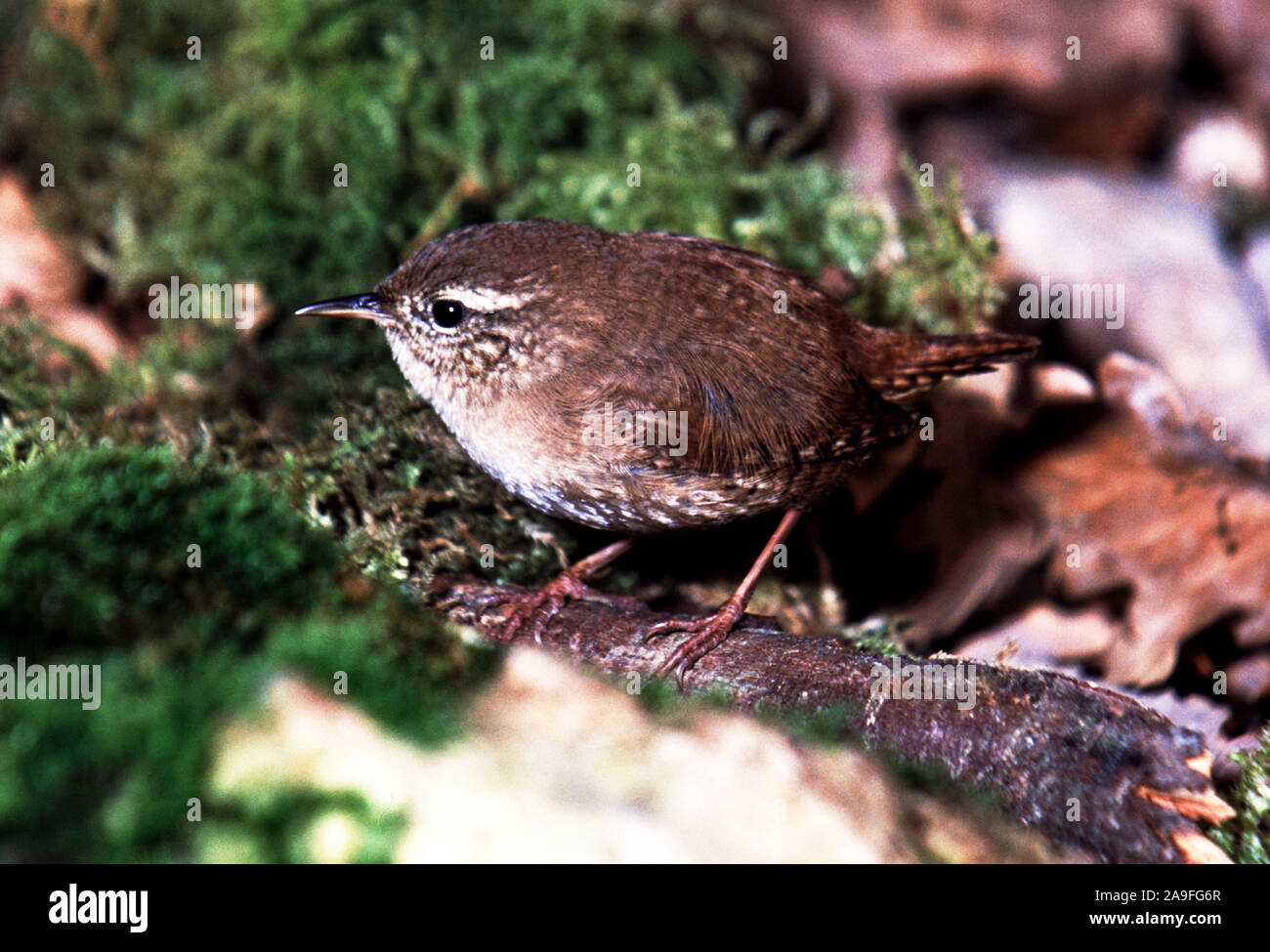 Wren 'T.troglodytes'Adult standing on adead branch.South-west France. Stock Photo