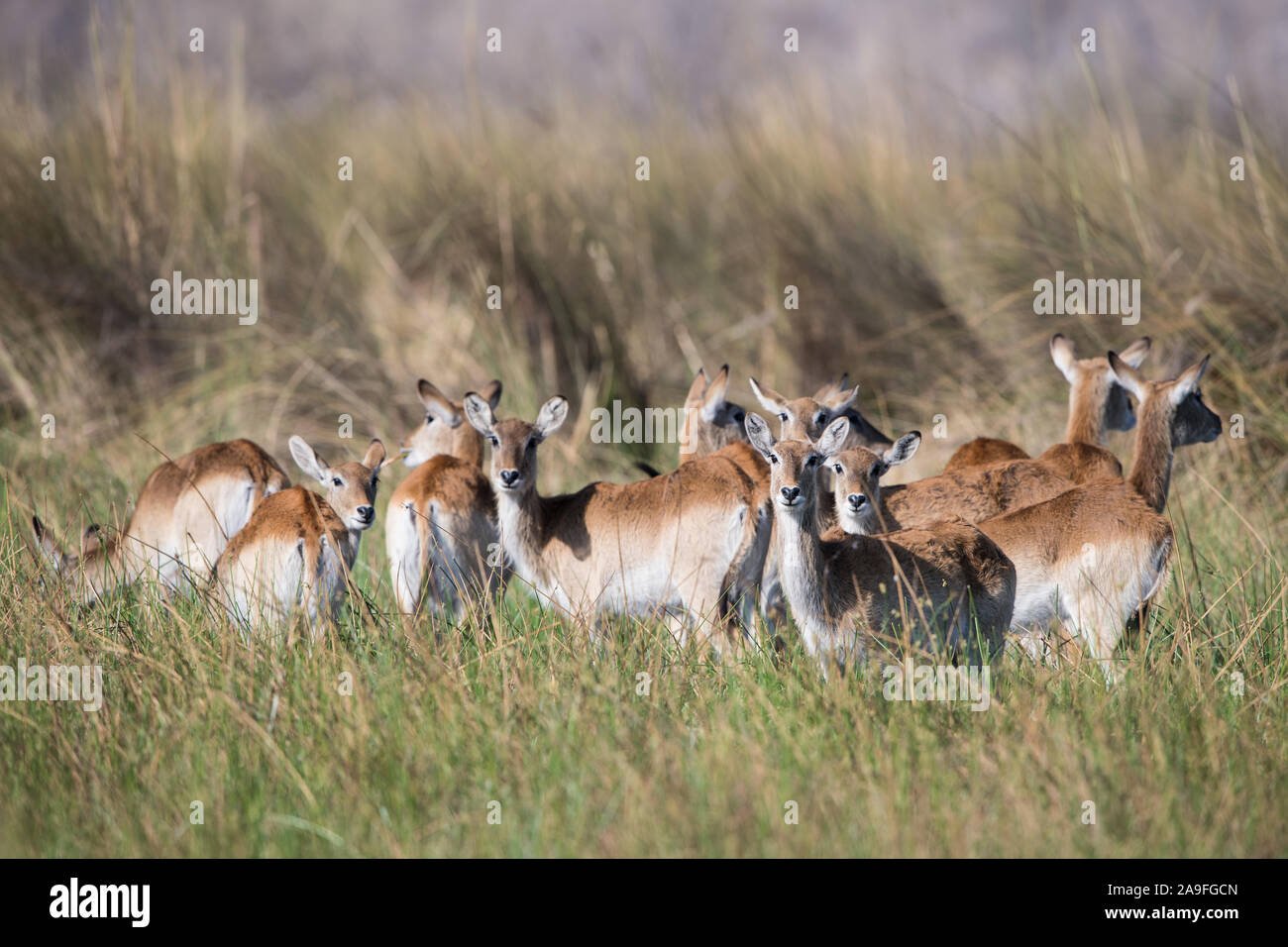 Okavango delta swamps hi-res stock photography and images - Alamy
