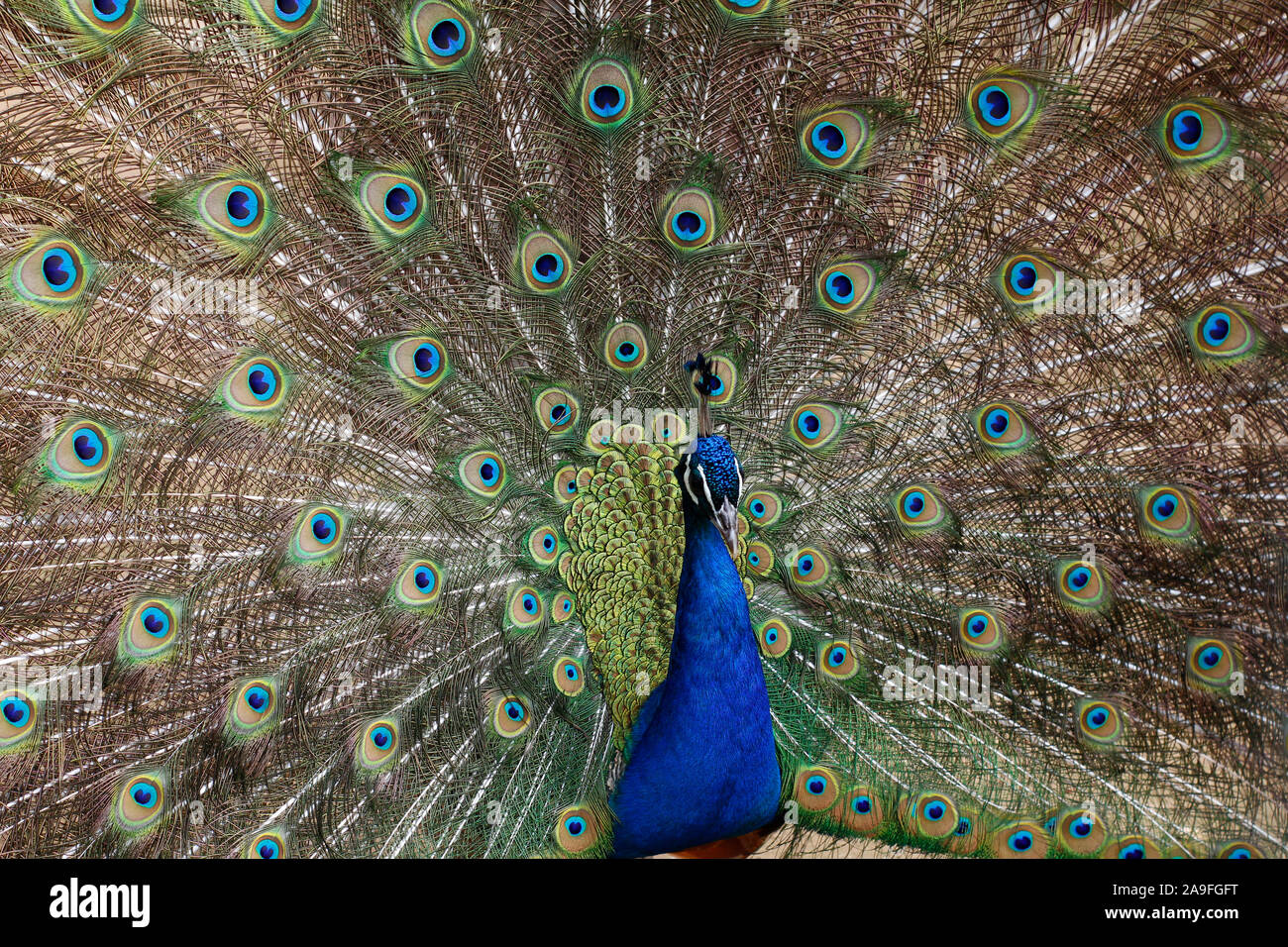 Peacock opened its beautiful tail. Colored feathers on the tail of a peacock. A beautiful male peacock shows off its tail feathers. Stock Photo