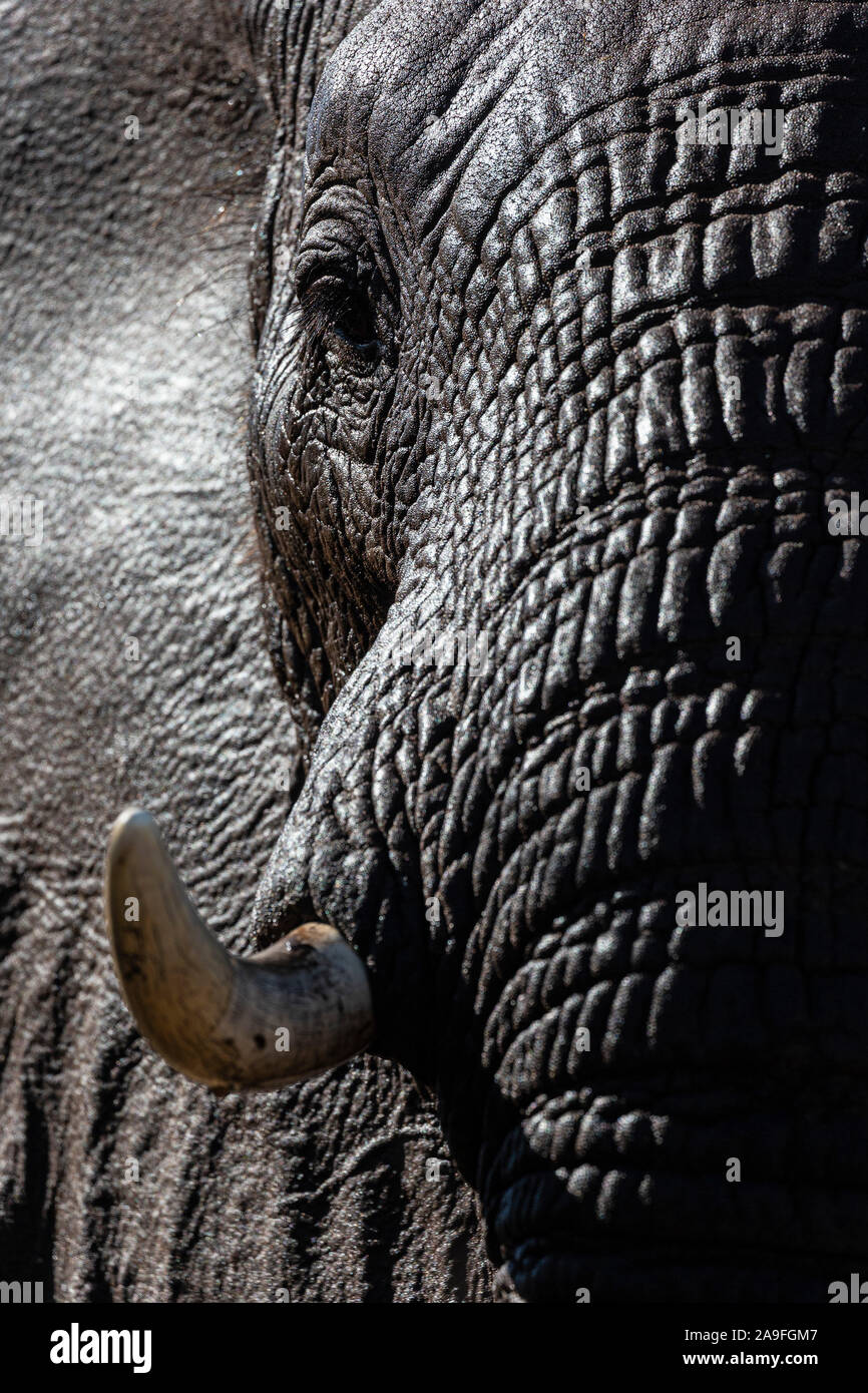 Elephant (Loxodonta africana), Zimanga private game reserve, KwaZulu-Natal, South Africa Stock Photo