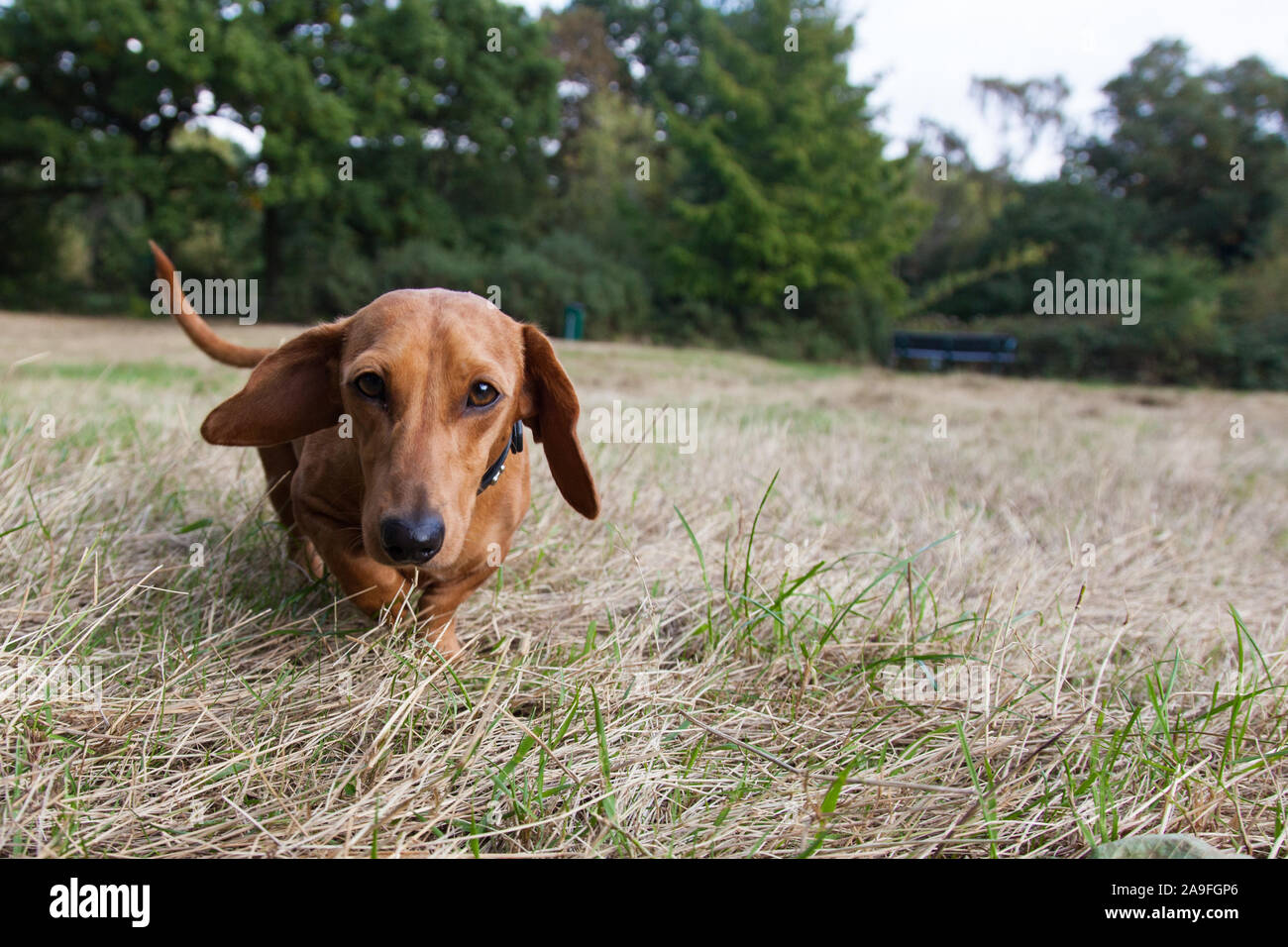 Close up of cute miniature dachshund sausage dog in long grass Stock Photo