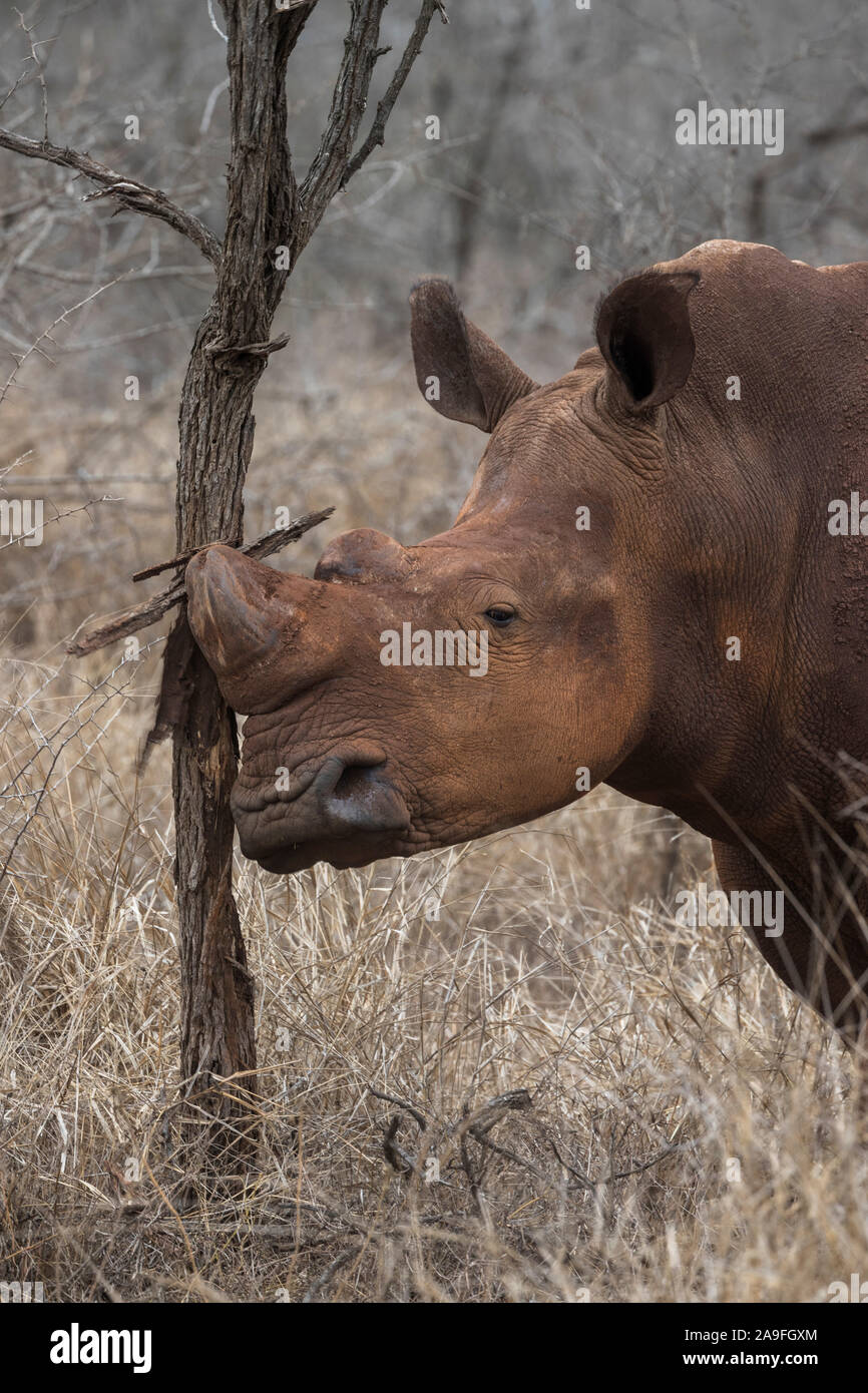 White rhino (Ceratotherium simum) rubbing, Zimanga private game reserve, KwaZulu-Natal,  South Africa Stock Photo