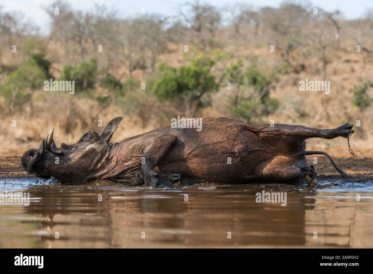 Warthog (Phacochoerus africanus) wallowing, Zimanga game reserve, KwaZulu-Natal, South Africa Stock Photo