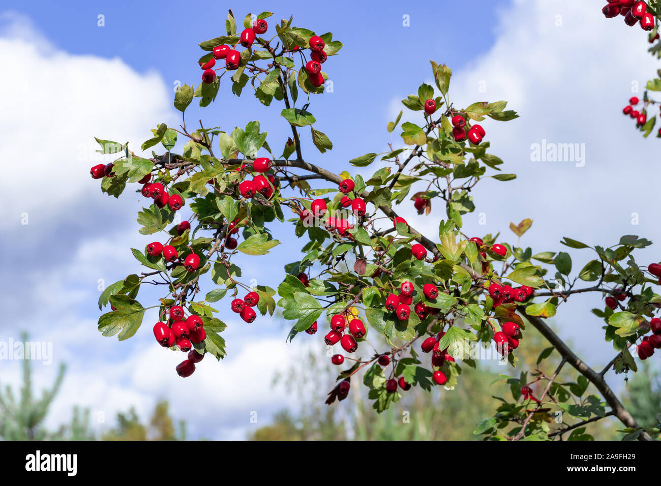 Bunch of Red Ripe Hawthorn Berries Against a Sky Stock Photo