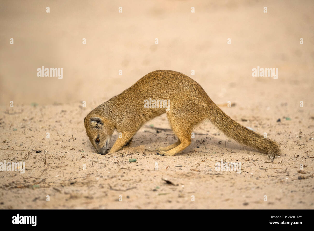 Yellow mongoose (Cynictis penicillata) foraging, Kgalagadi Transfrontier National Park, Northern Cape, South Africa Stock Photo
