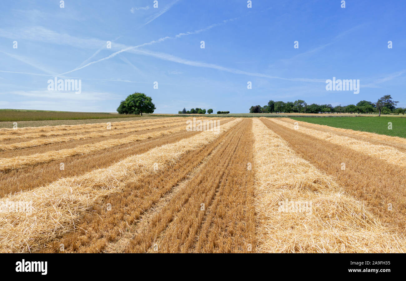 Stubble field with rows of straw Stock Photo