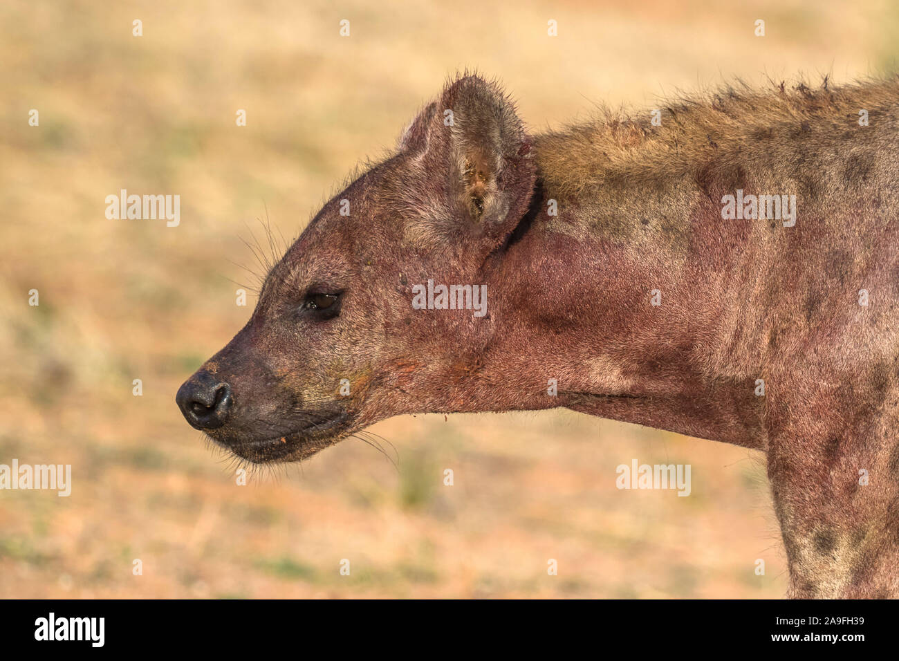 Spotted hyaena (Crocuta crocuta), Kgalagadi Transfrontier Park, South Africa, Stock Photo