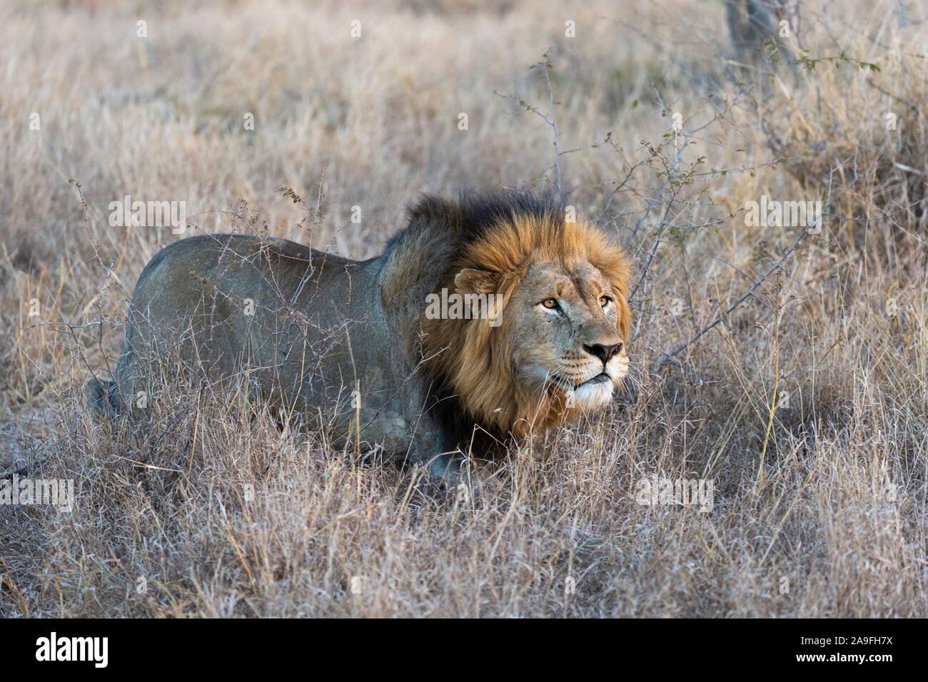 Lion (Panthera leo) stalking, Zimanga private game reserve, KwaZulu-Natal, South Africa, Stock Photo