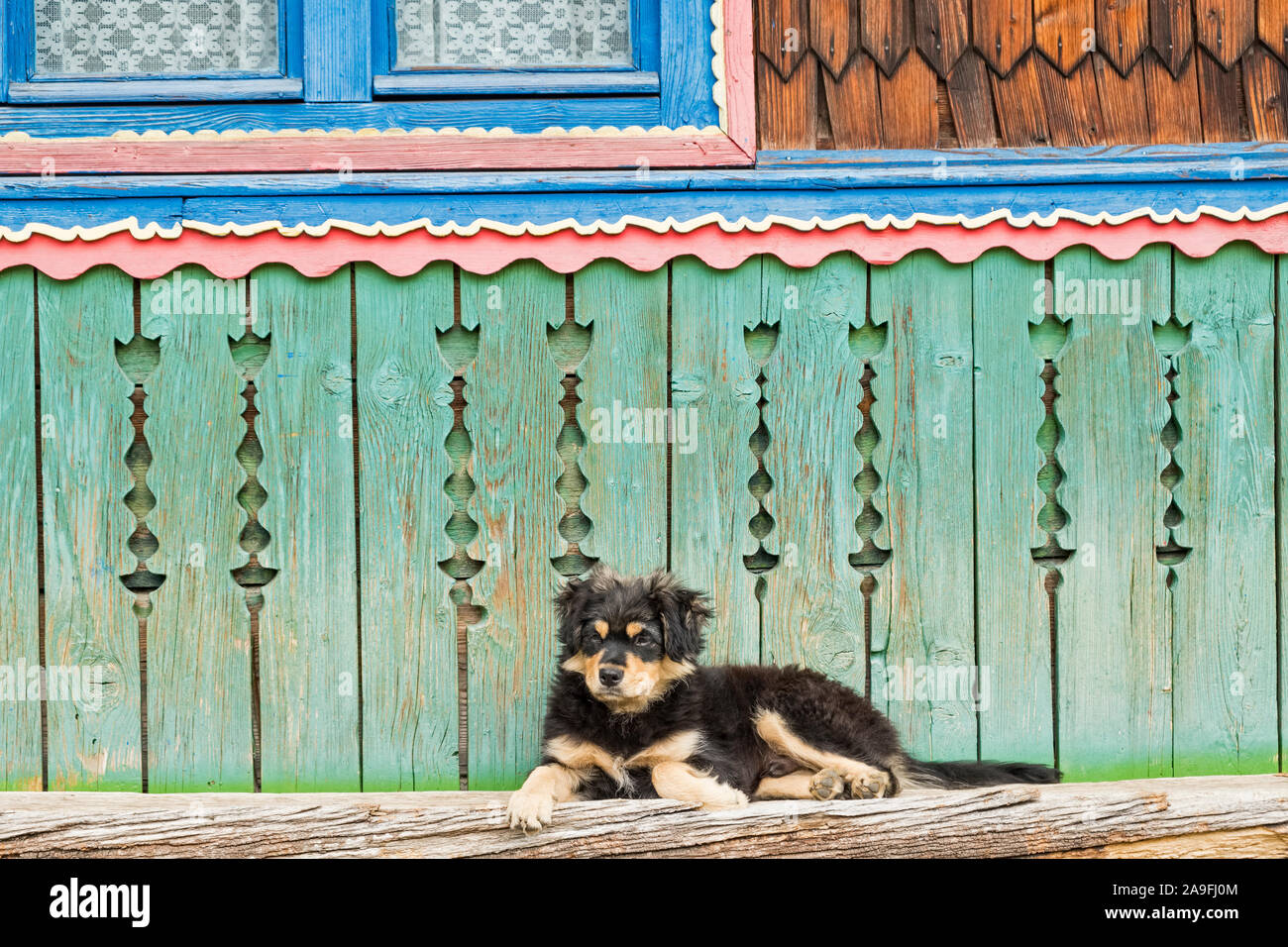 Săpânța, Maramureş, Romania. A Bucovina Shepherd Dog puppy outside a typical painted wooden house - this breed is used to protect sheep from predators Stock Photo