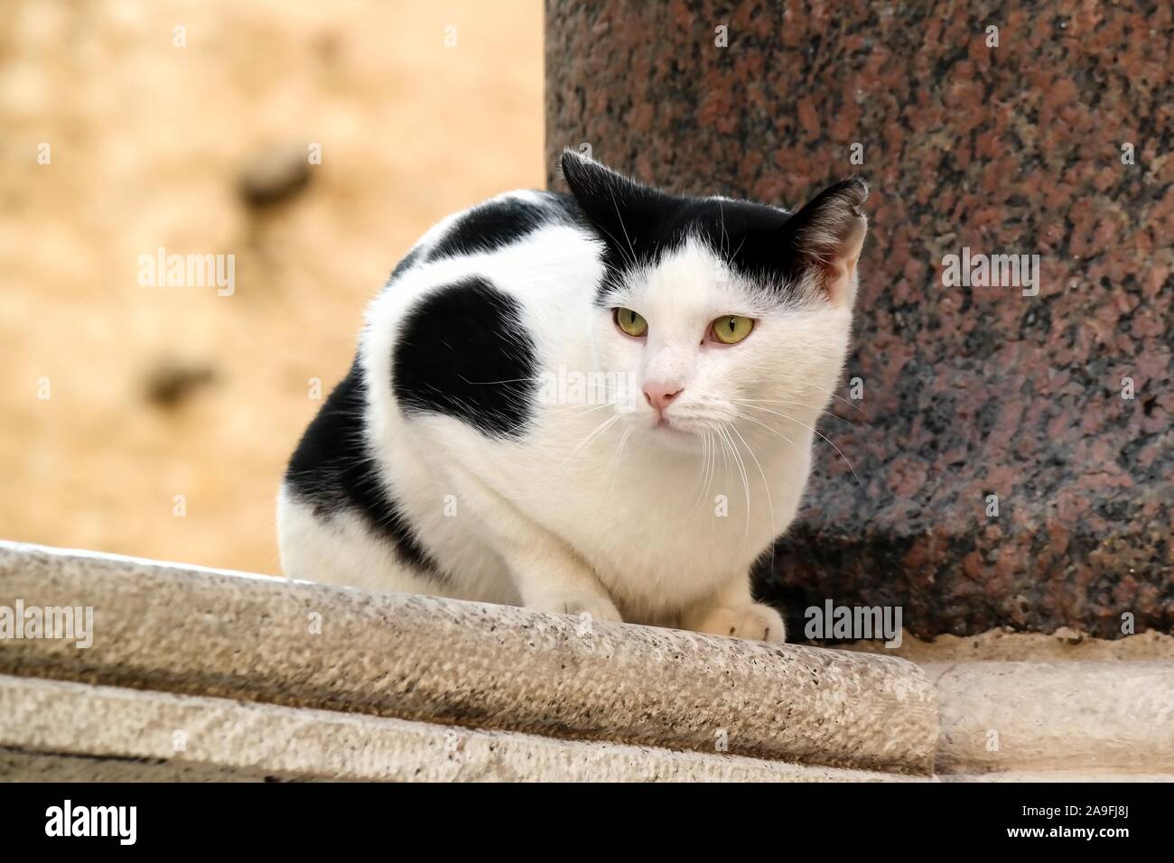 Street cat in Old Town Split, Croatia Stock Photo