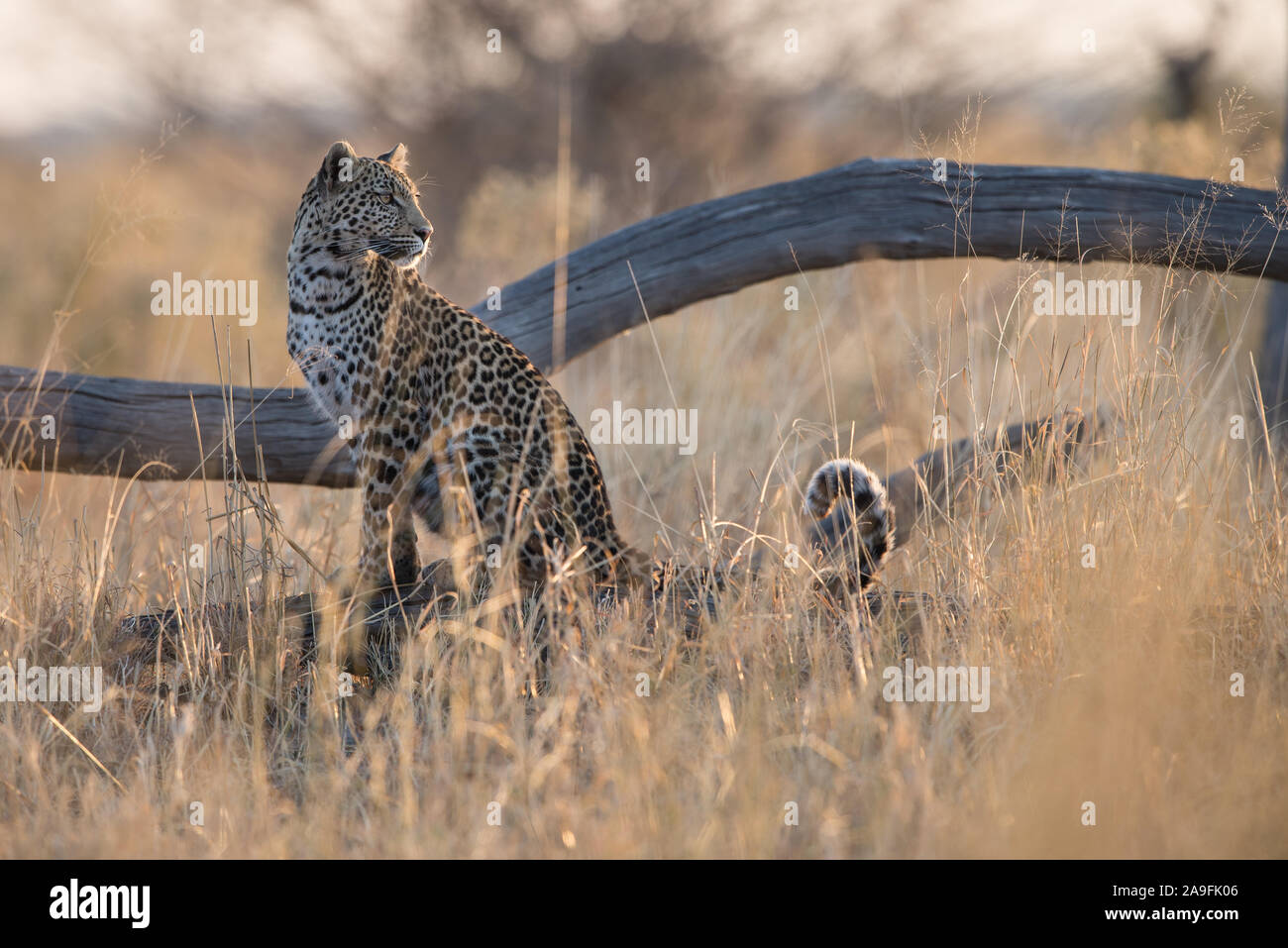 Female leopard (panthera pardus) sitting along marsh road in Savuti, Chobe NP, Botswana Stock Photo