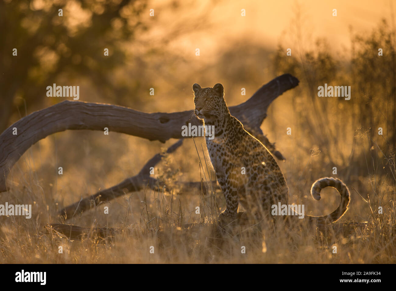 Female leopard (panthera pardus) sitting along marsh road in Savuti, Chobe NP, Botswana Stock Photo