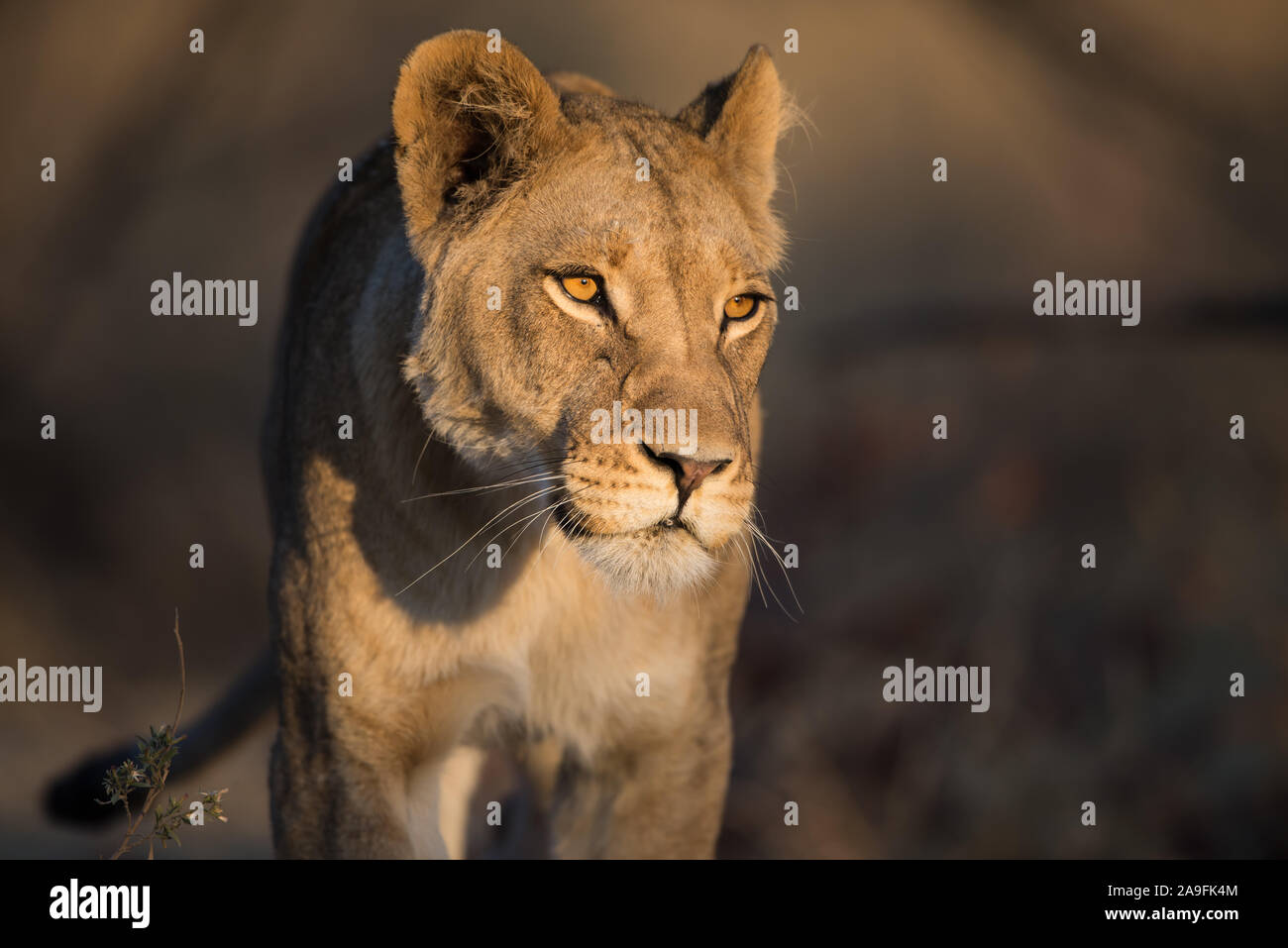 Portrait of a young lioness (panthera leo) in early morning sunlight in Moremi NP (Khwai), Botswana Stock Photo