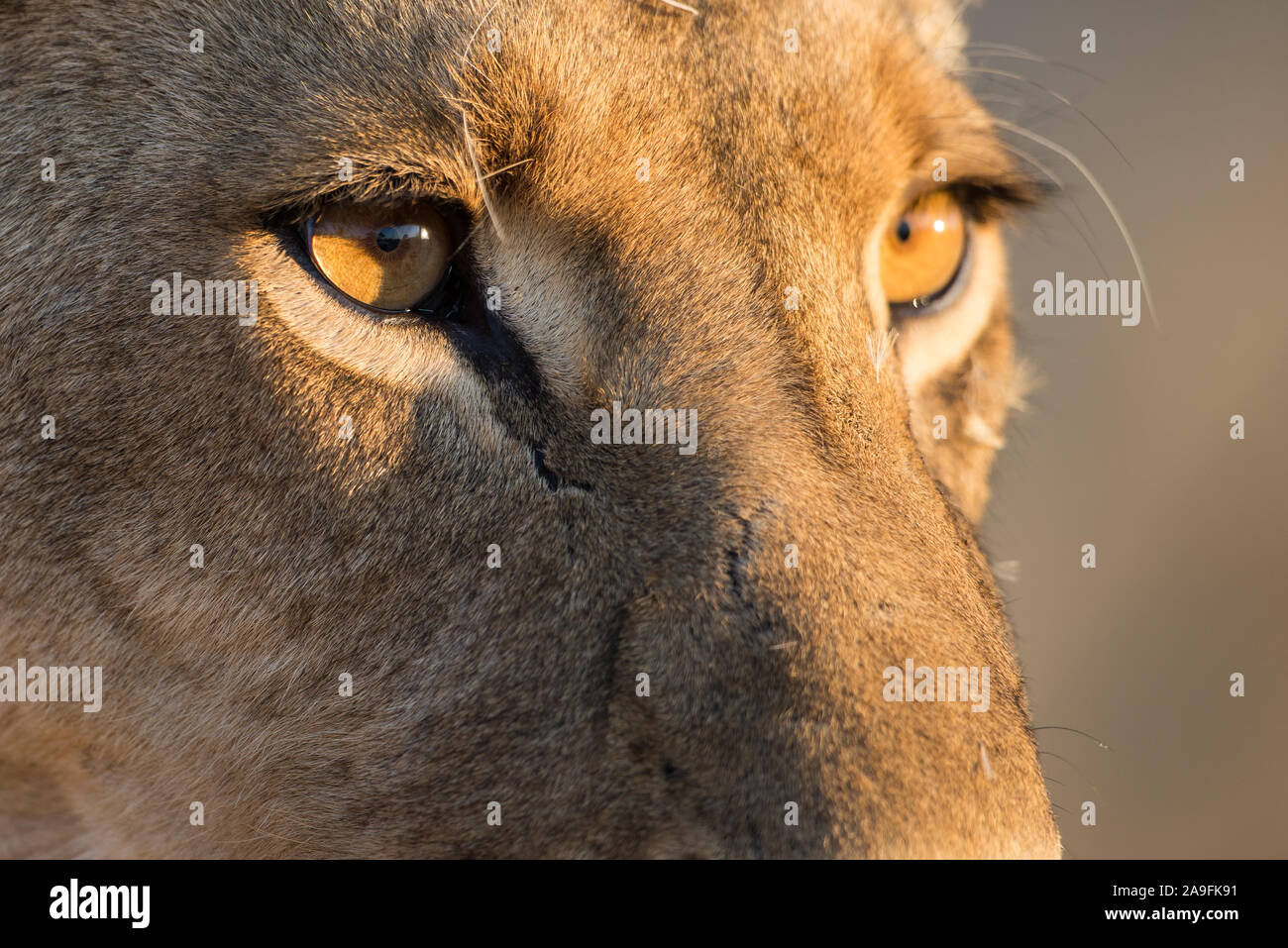 Portrait of a young male lion (panthera leo) in early morning sunlight ...