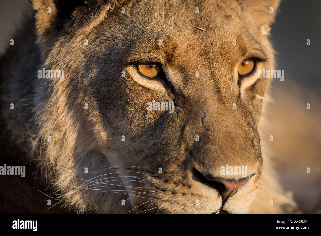 Portrait of a young male lion (panthera leo) in early morning sunlight ...
