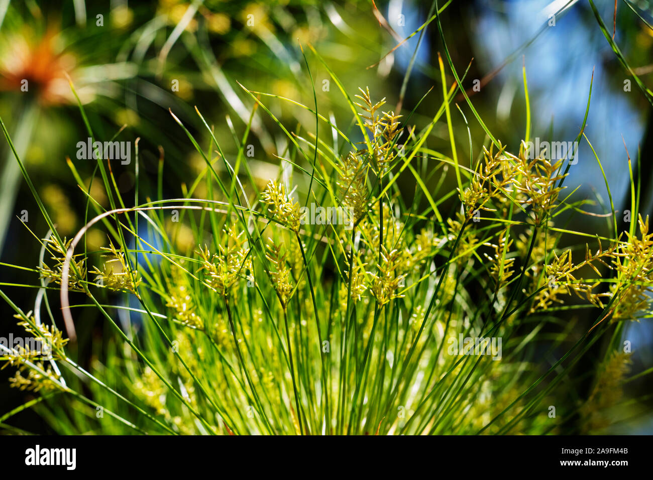 Impressive cluster of thin green stems of papyrus sedge -cyperus papyrus -, green and brown colors , abstract effect ,selective focus Stock Photo