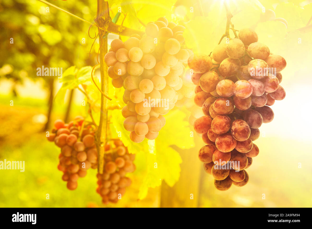 Vines on the vine Stock Photo