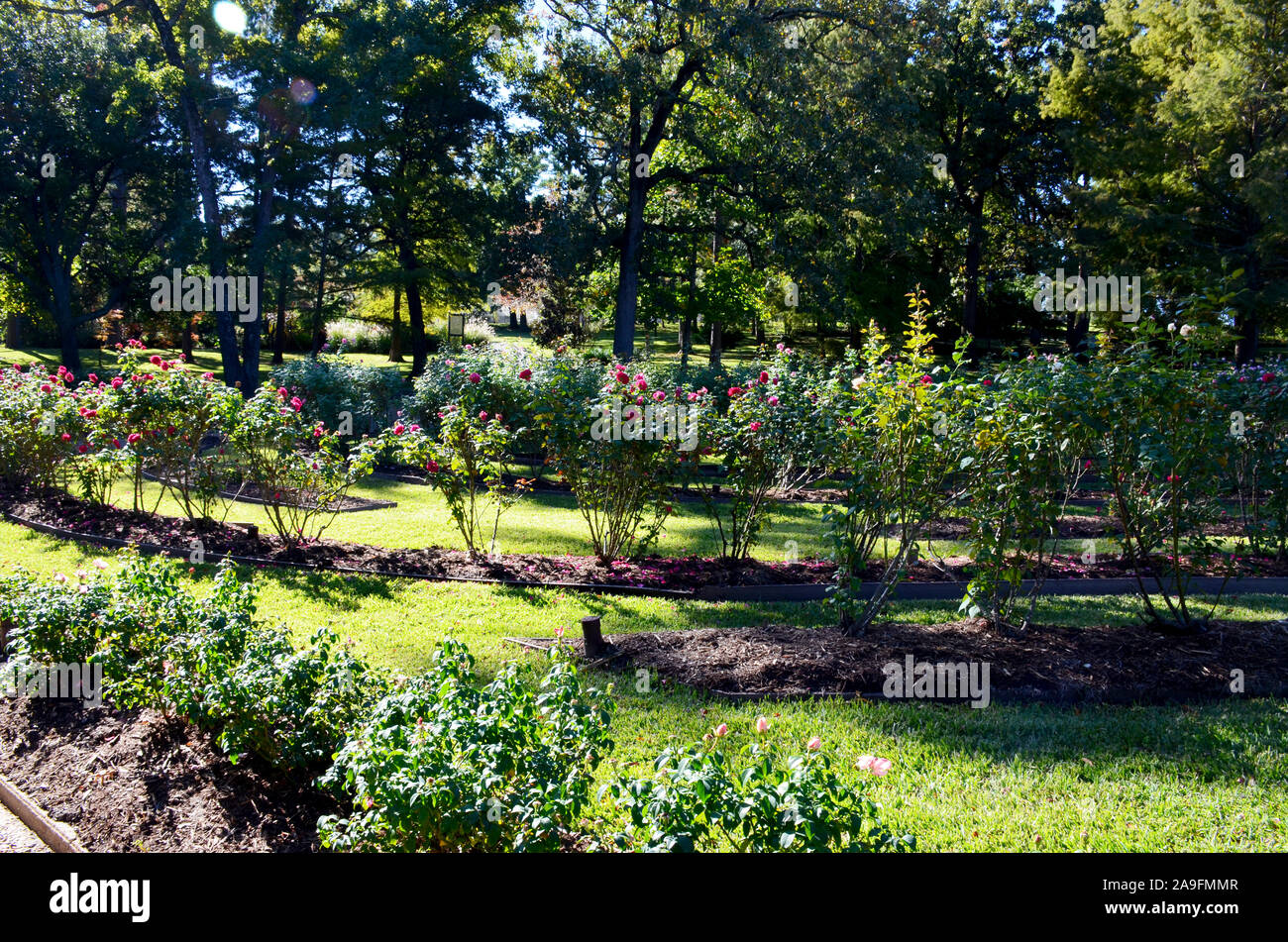 Tyler Rose Garden in Tyler, Texas Stock Photo Alamy
