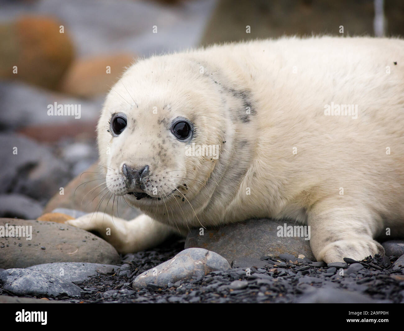 Common Seals at Ravenscar Yorkshire Stock Photo