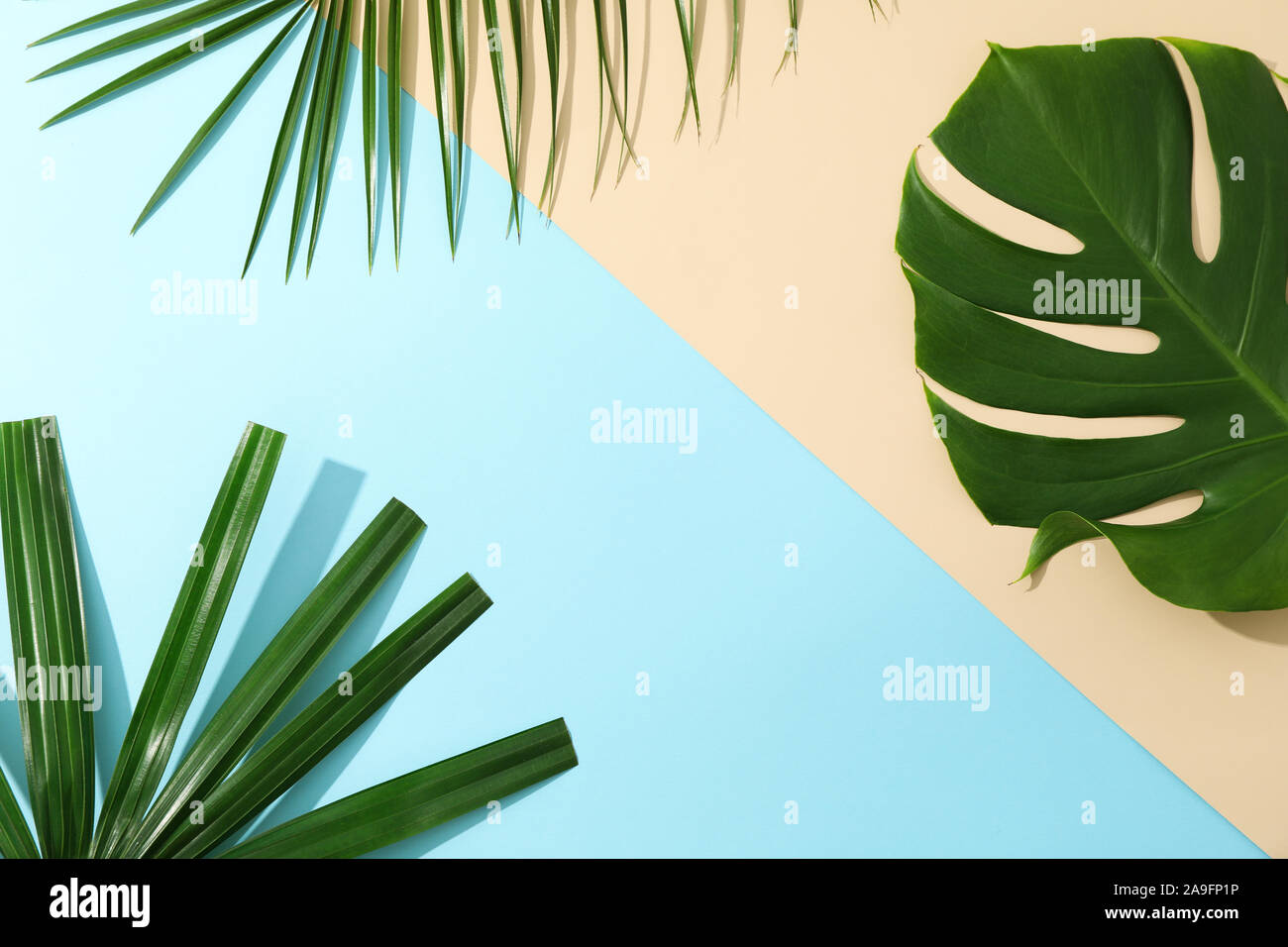 Different Palm Leaves On Two Color Background Copy Space Stock Photo